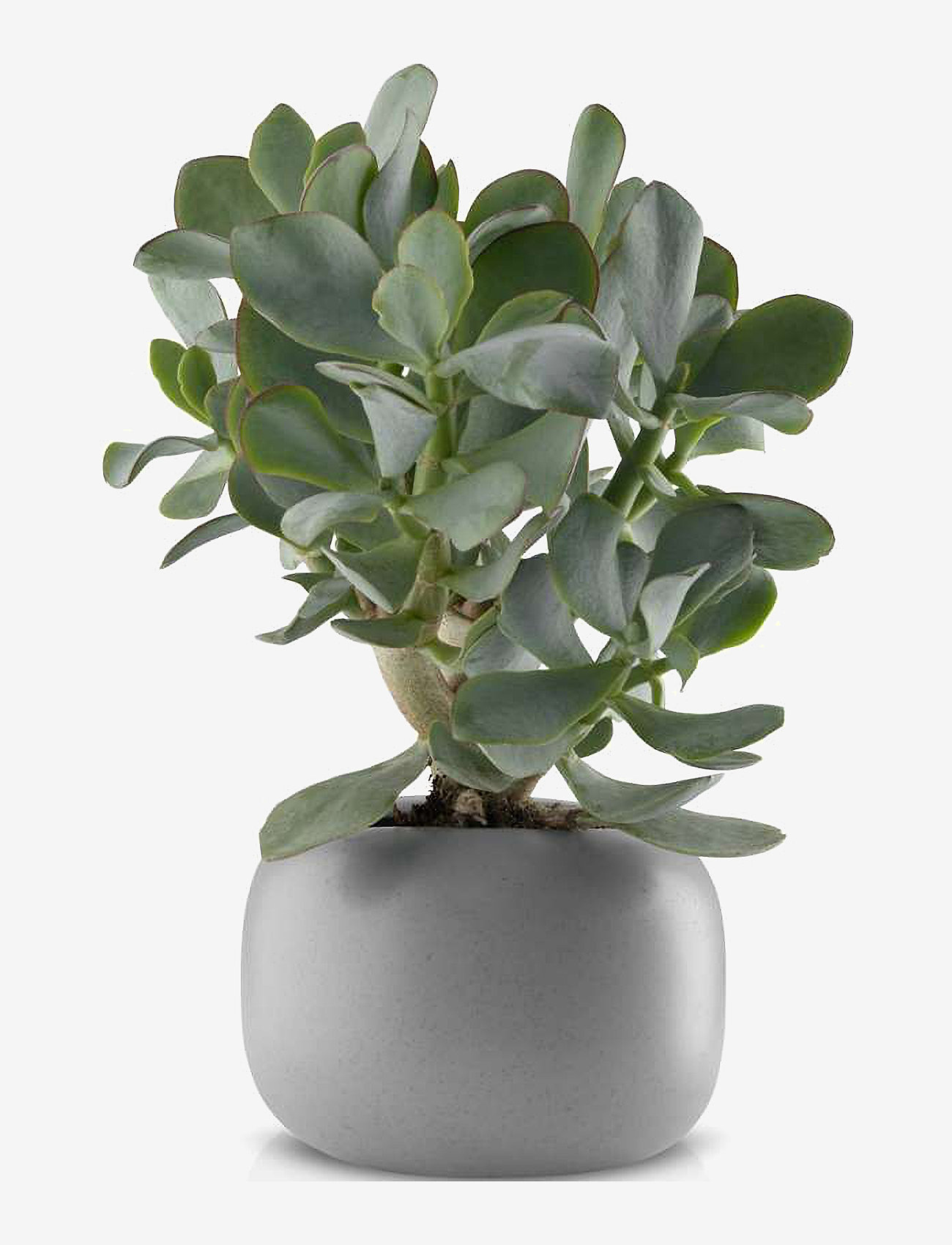 Eva Solo - Stone urtepotte Ø 16 cm - plant pots - grey - 1