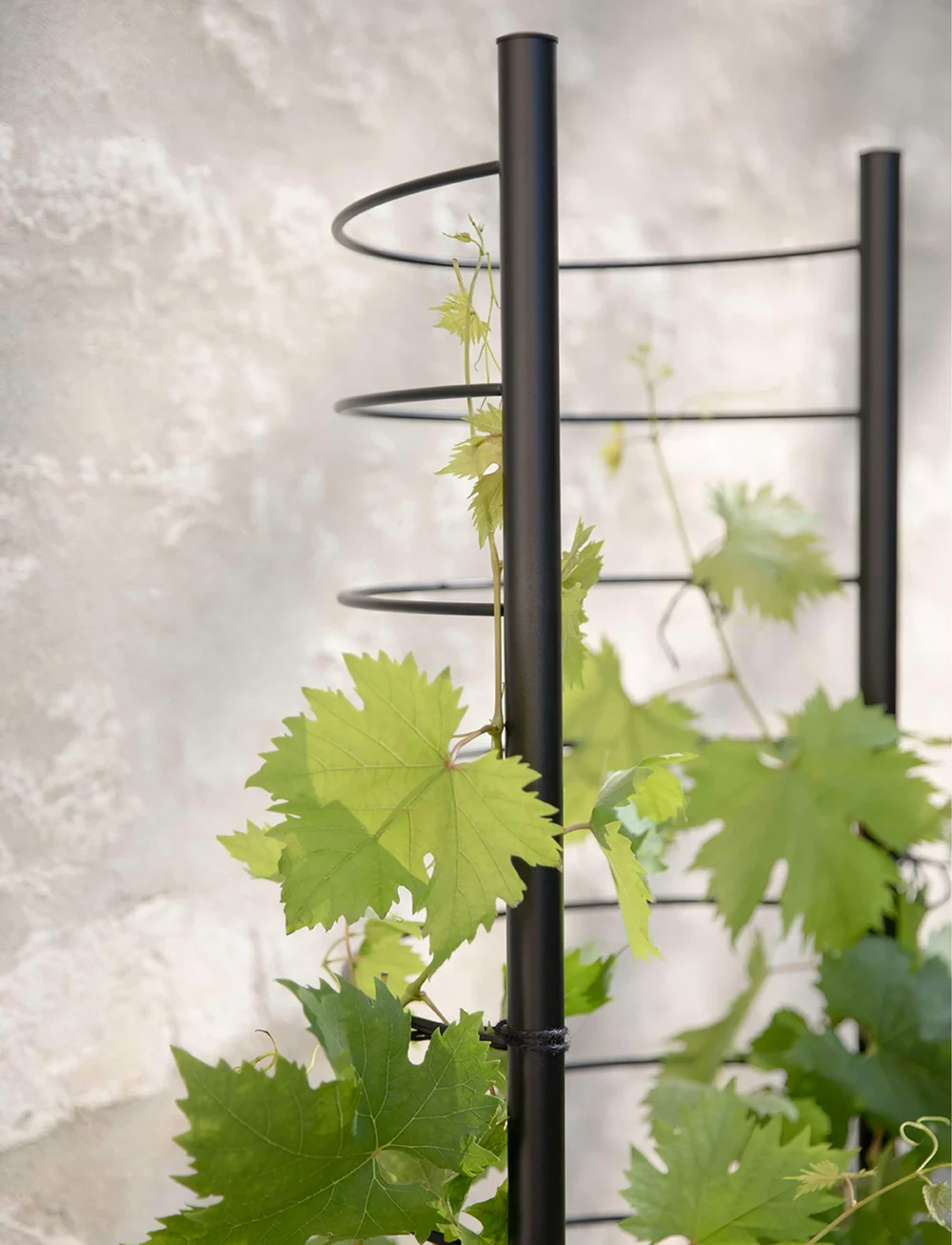 Eva Solo - Simply Grow Plant Pot Trellis - blumentöpfe - black - 3