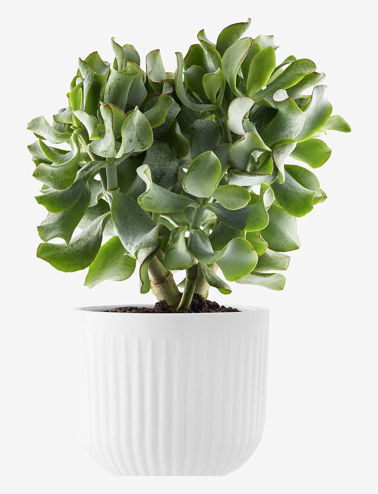 Eva Trio - Legio Nova Urtepotteskjuler stor - white - 0