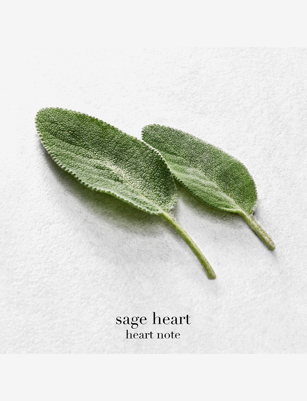 Armani - Giorgio Armani Acqua di Giò Eau de Parfum 50ml - miehille  - clear - 3