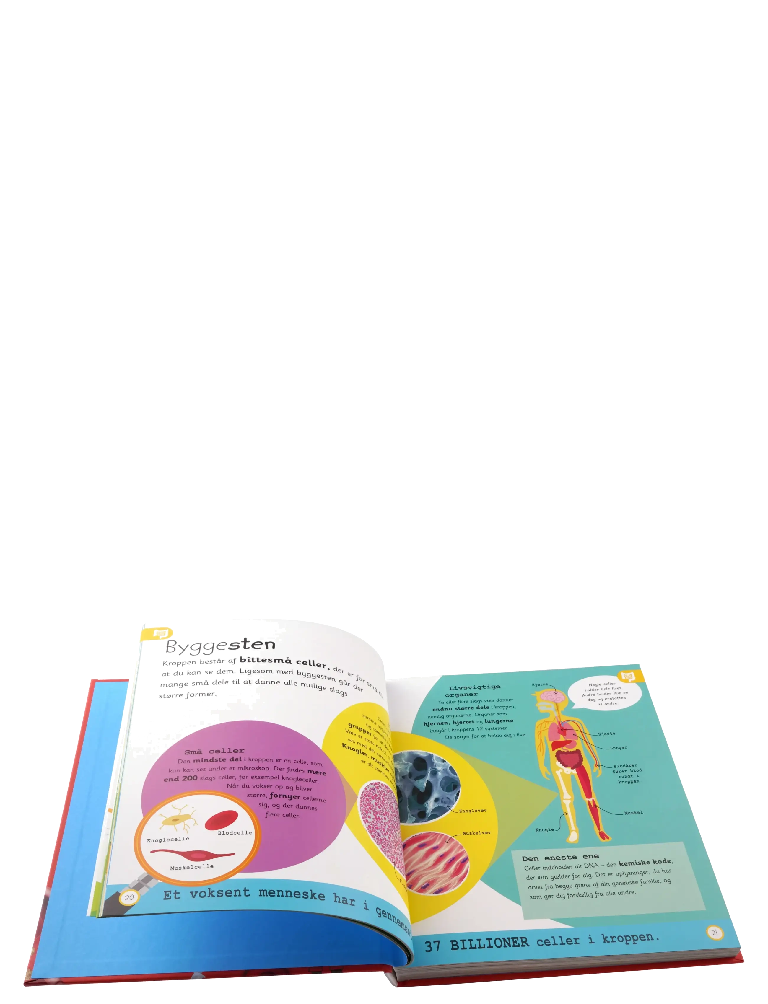 GLOBE - Kroppen - leksikon for de yngste - pædagogiske bøger - children's book - 1