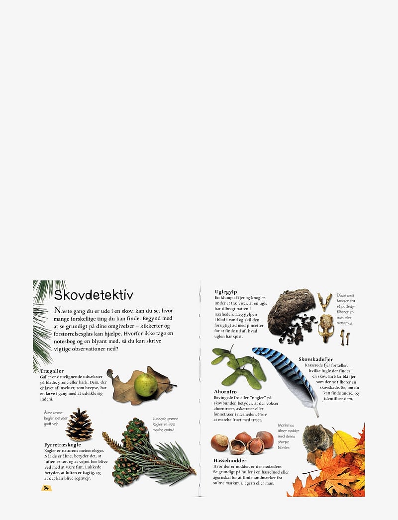 GLOBE - Ud i naturen Skoven - fræðslubækur - children's book - 3