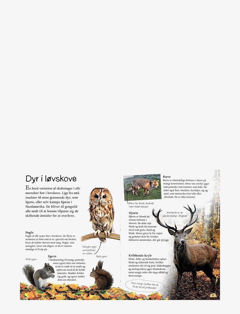 GLOBE - Ud i naturen Skoven - fræðslubækur - children's book - 4