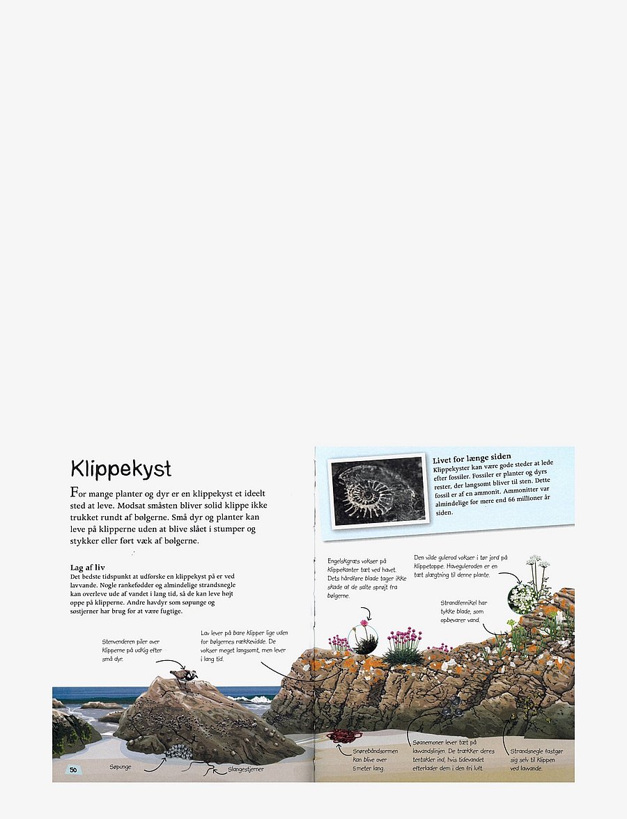 GLOBE - Ud i naturen Stranden - pedagogiska barnböcker - children's book - 3