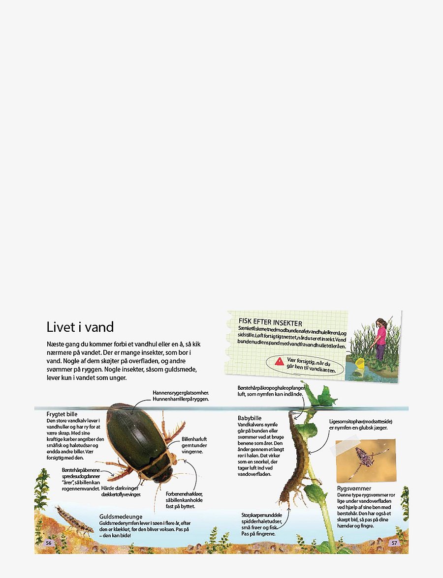 GLOBE - Ud i naturen Insekter & edderkopper - fræðslubækur - children's book - 2