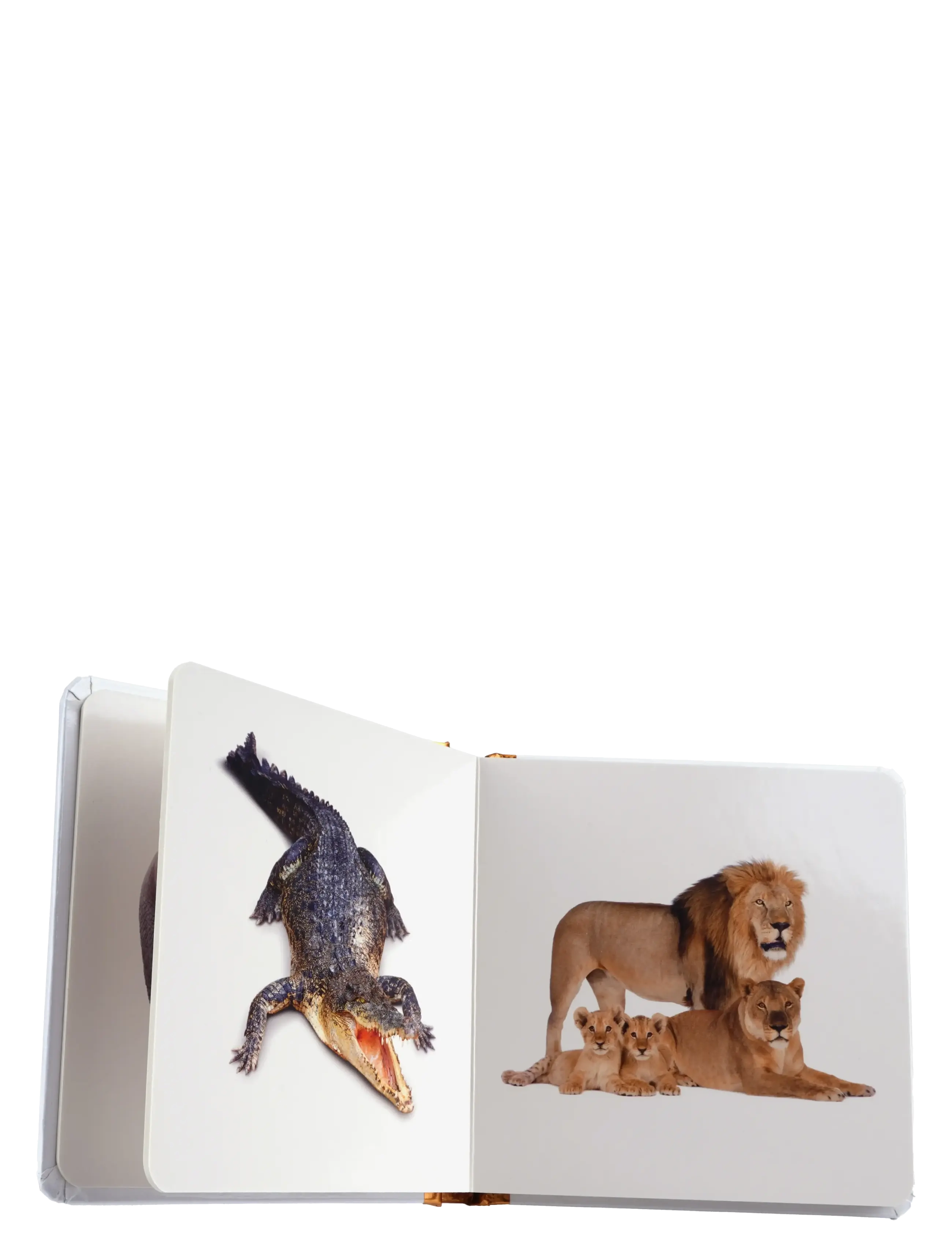 GLOBE - Min lille bog om Vilde Dyr - educational books - boardbook - 1