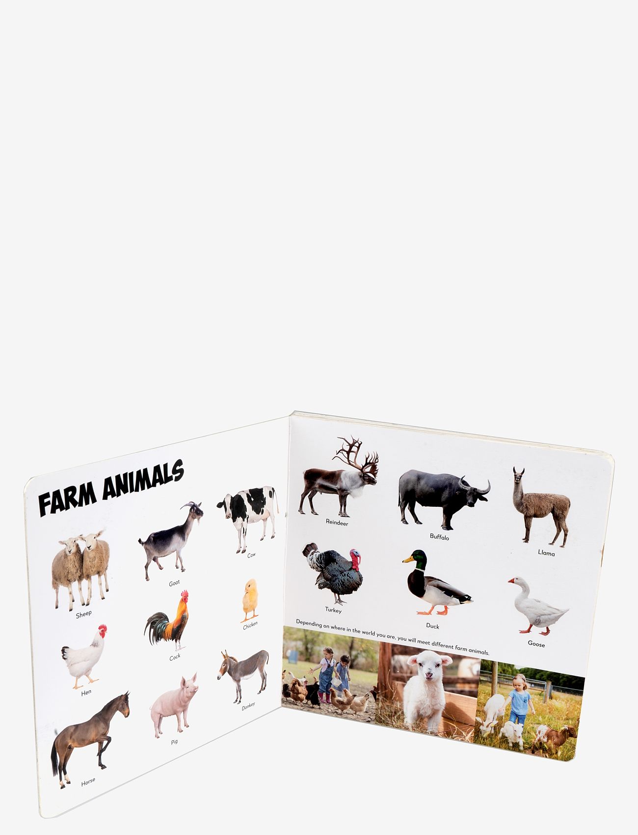 GLOBE - First 100 - Coolest Animals - boardbook - 1