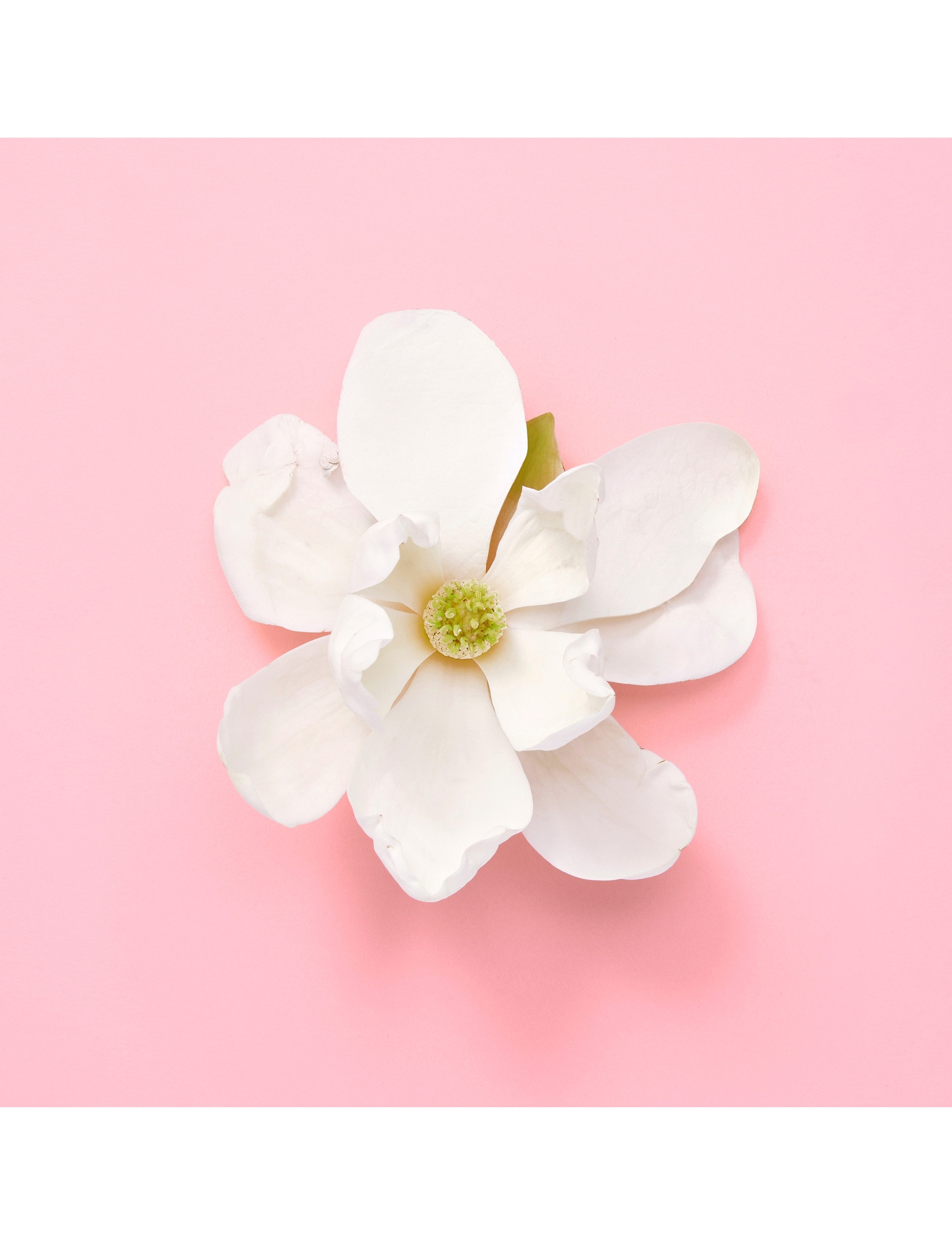 Flora Gorgeous Jasmine Edp Spray 8