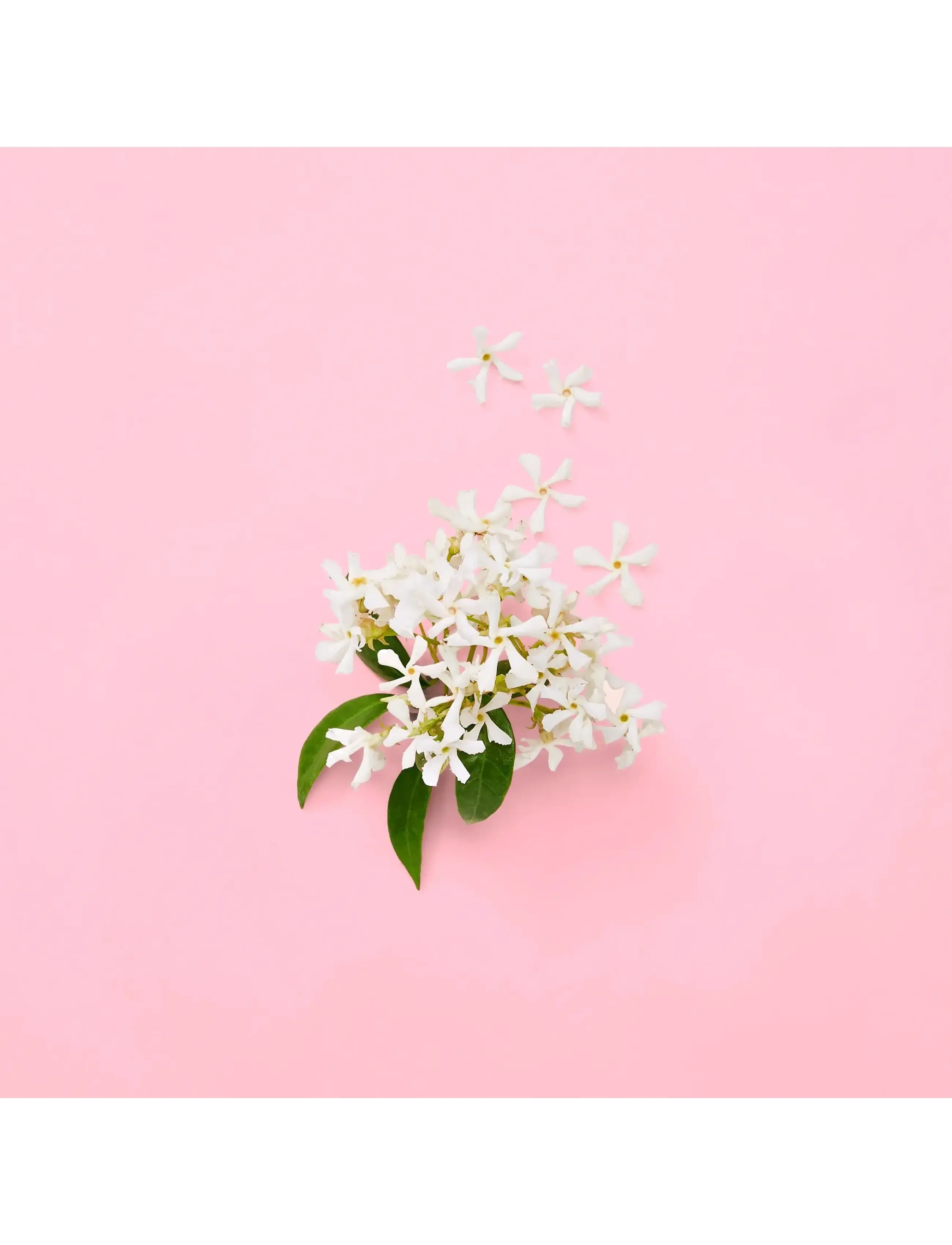 Gucci - FLORA GENTLE JASMINE EAU DE PARFUM - naistele  - clear - 5