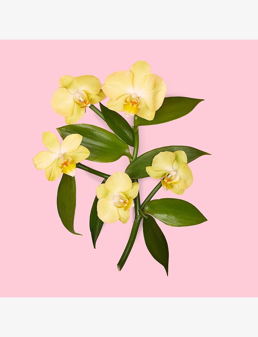 Gucci - GUCCI Flora Gorgeous Orchid Eau de parfum 100 ML - naistele - clear - 3