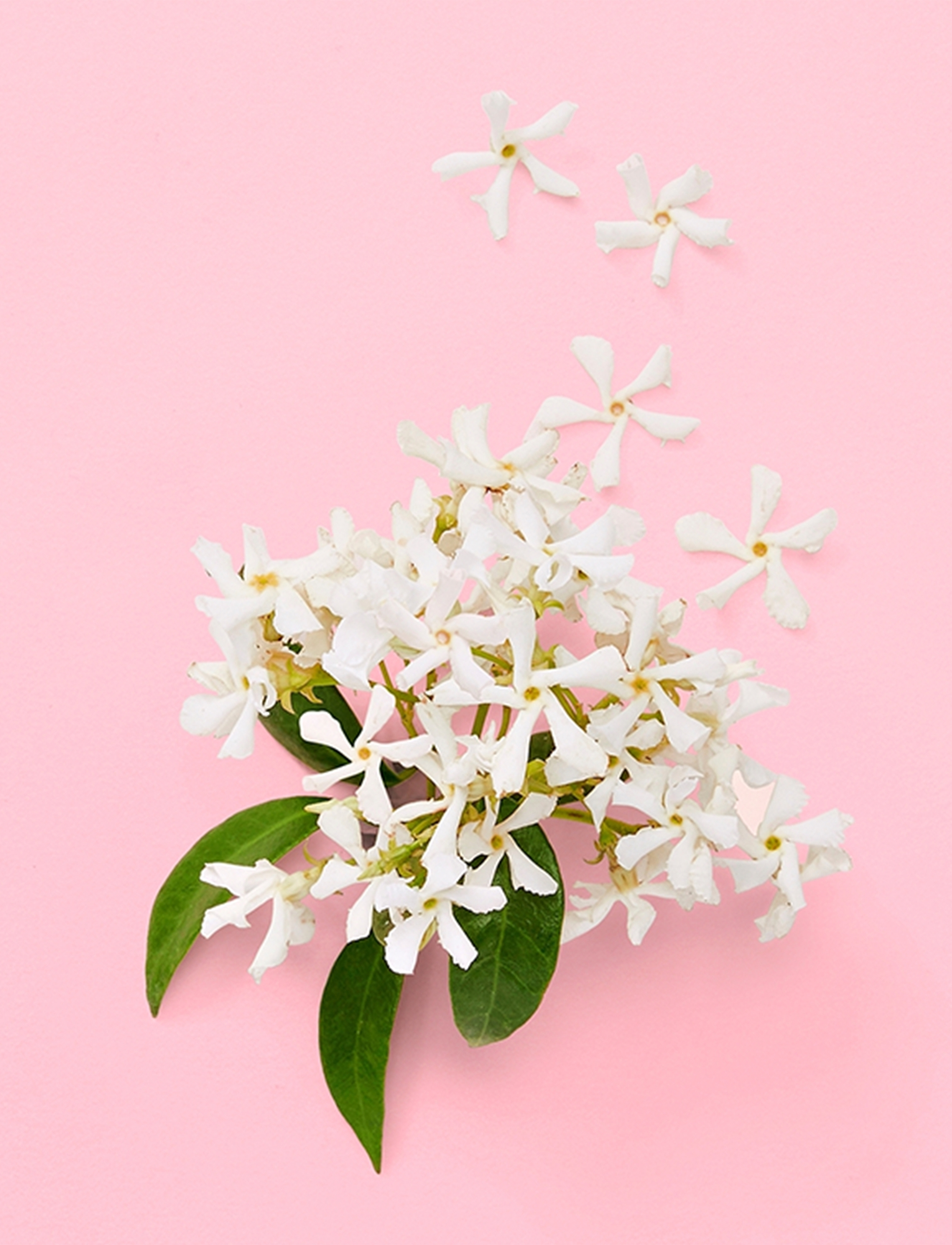 Flora Gorgeous Gardenia Eau De Parfum 5