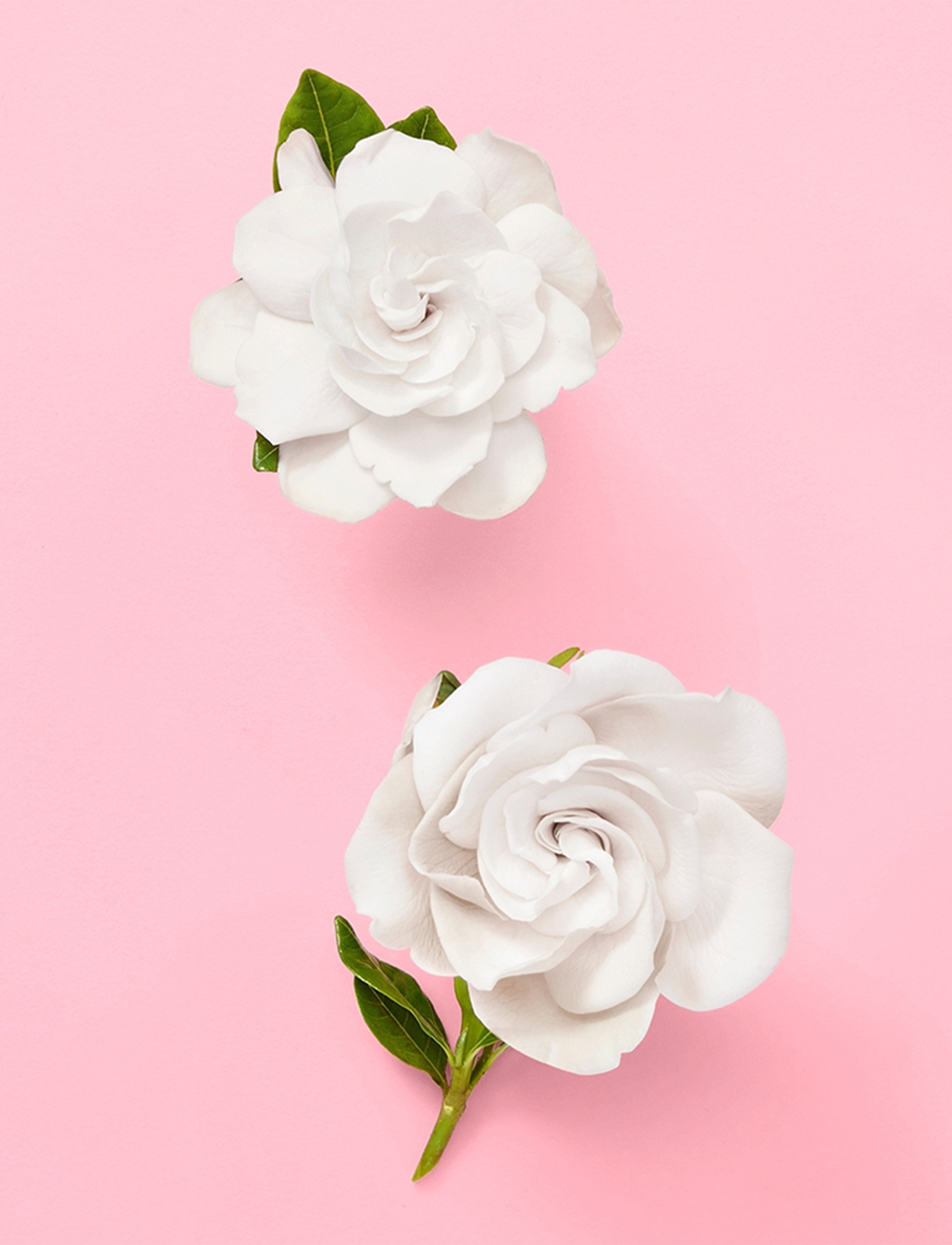 Flora Gorgeous Gardenia Eau De Parfum 6