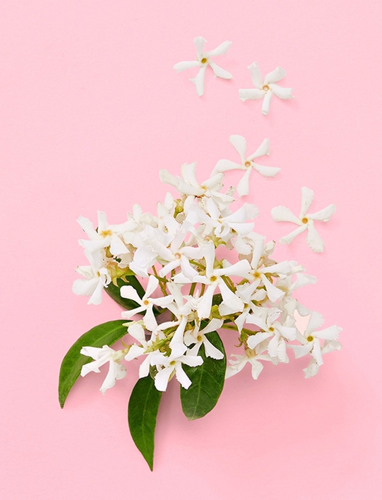 Gucci - Flora Gorgeous Gardenia Eau de parfum 30 ML - till henne  - clear - 4