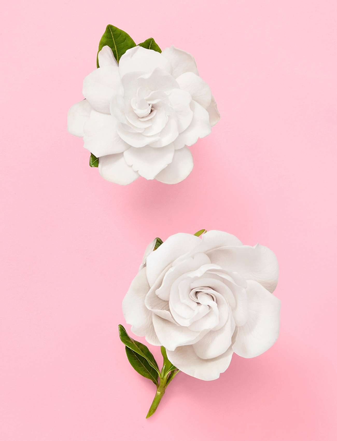 Gucci - Flora Gorgeous Gardenia Eau de parfum 30 ML - till henne  - clear - 5