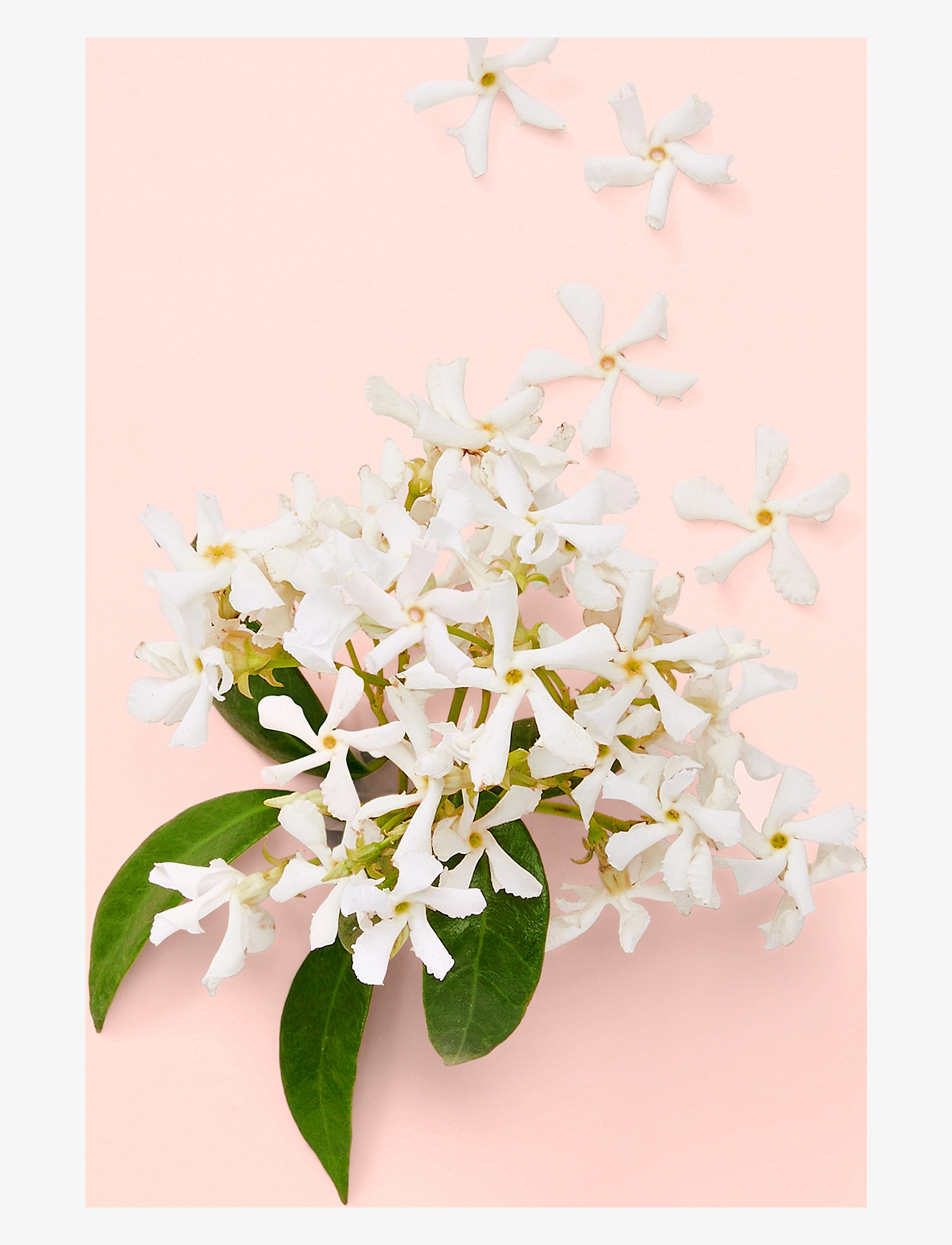 Bloom Eau de Parfum 7