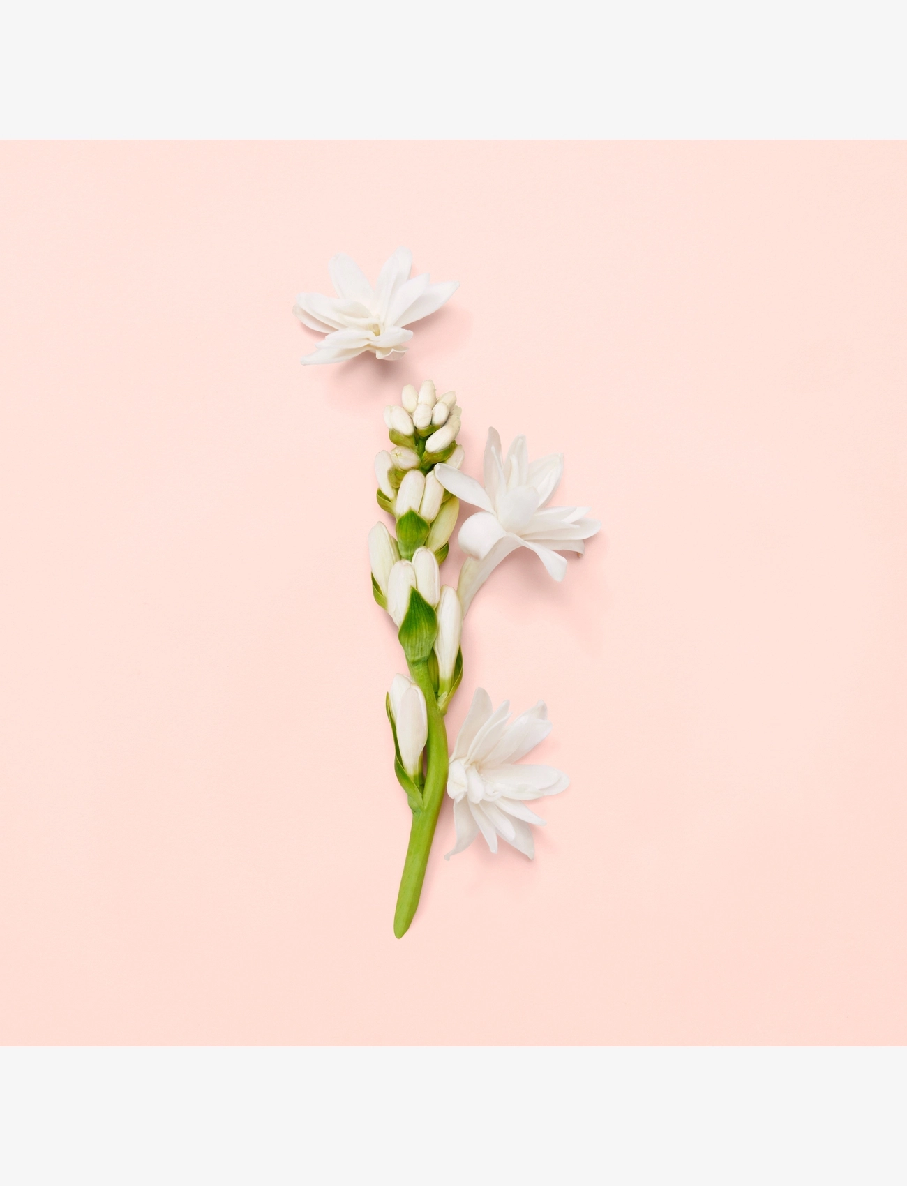 Bloom Eau de Parfum 8
