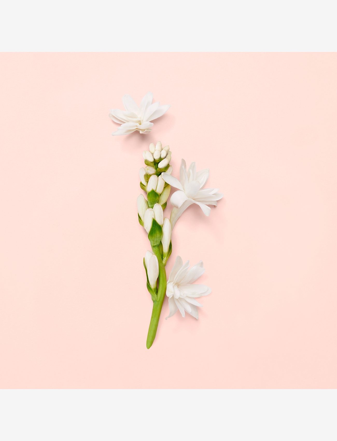 Gucci - BLOOM EAU DE PARFUM - til hende  - clear - 5