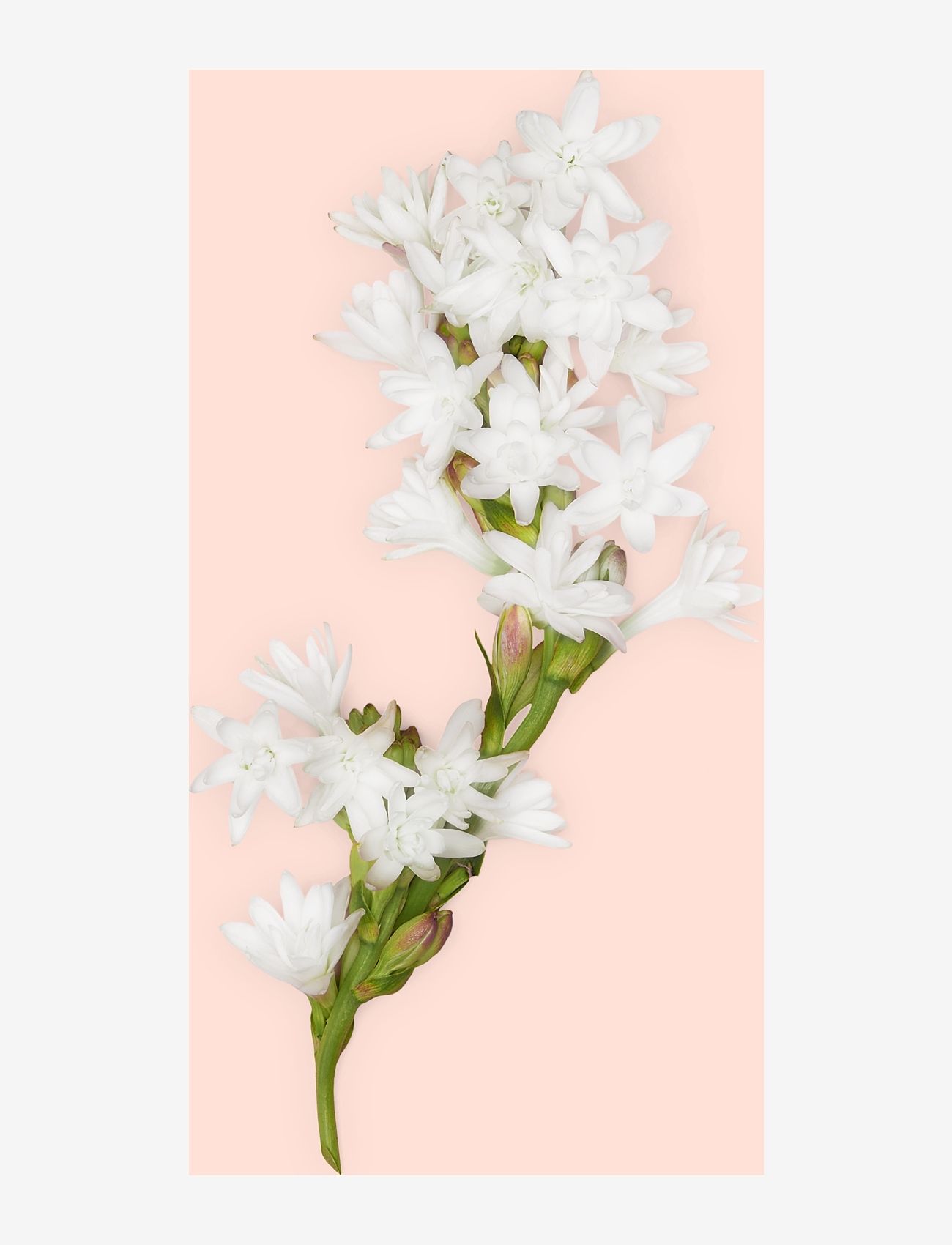 Gucci - GUCCI Bloom Intense Eau de parfum 30 ML - for her - clear - 5