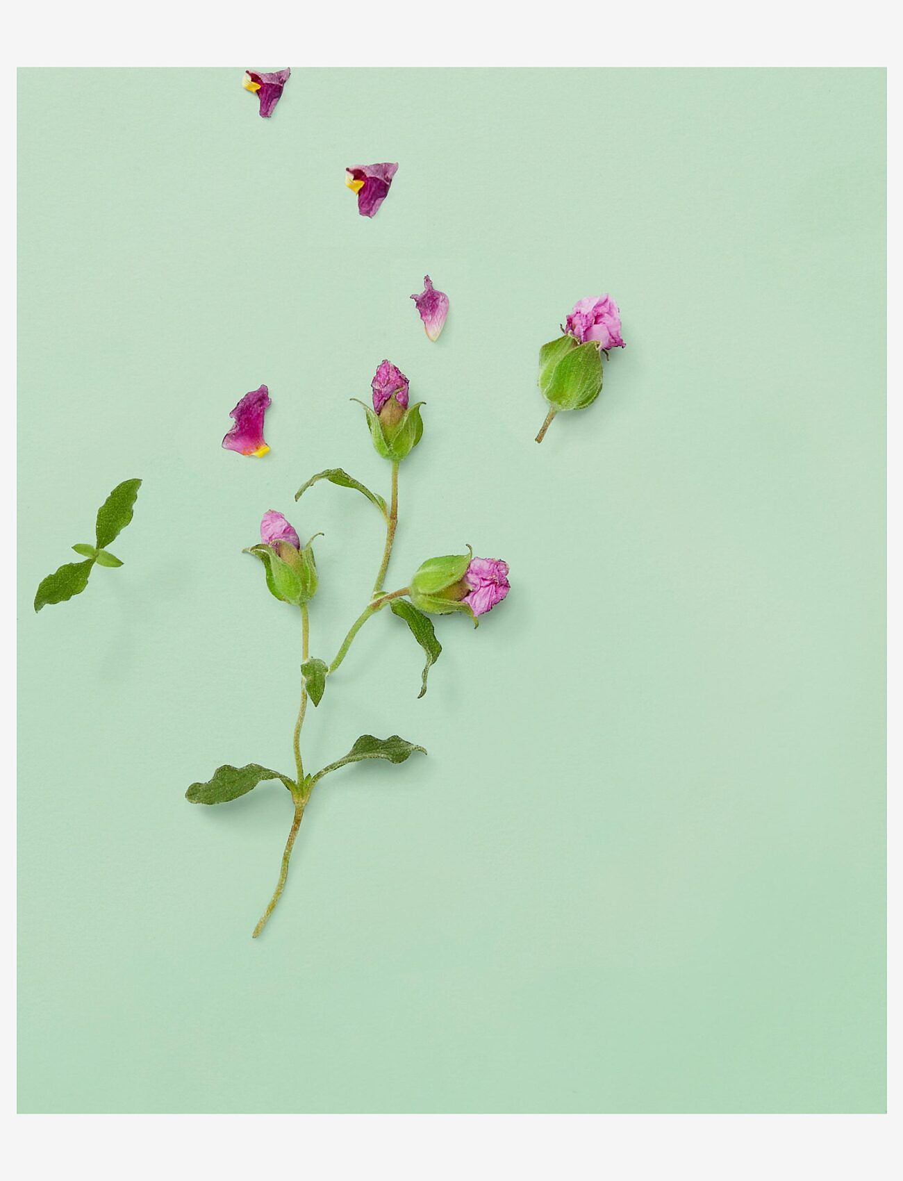 Gucci - Guilty Pour Homme Eau de parfum 50 ML - til ham  - clear - 5