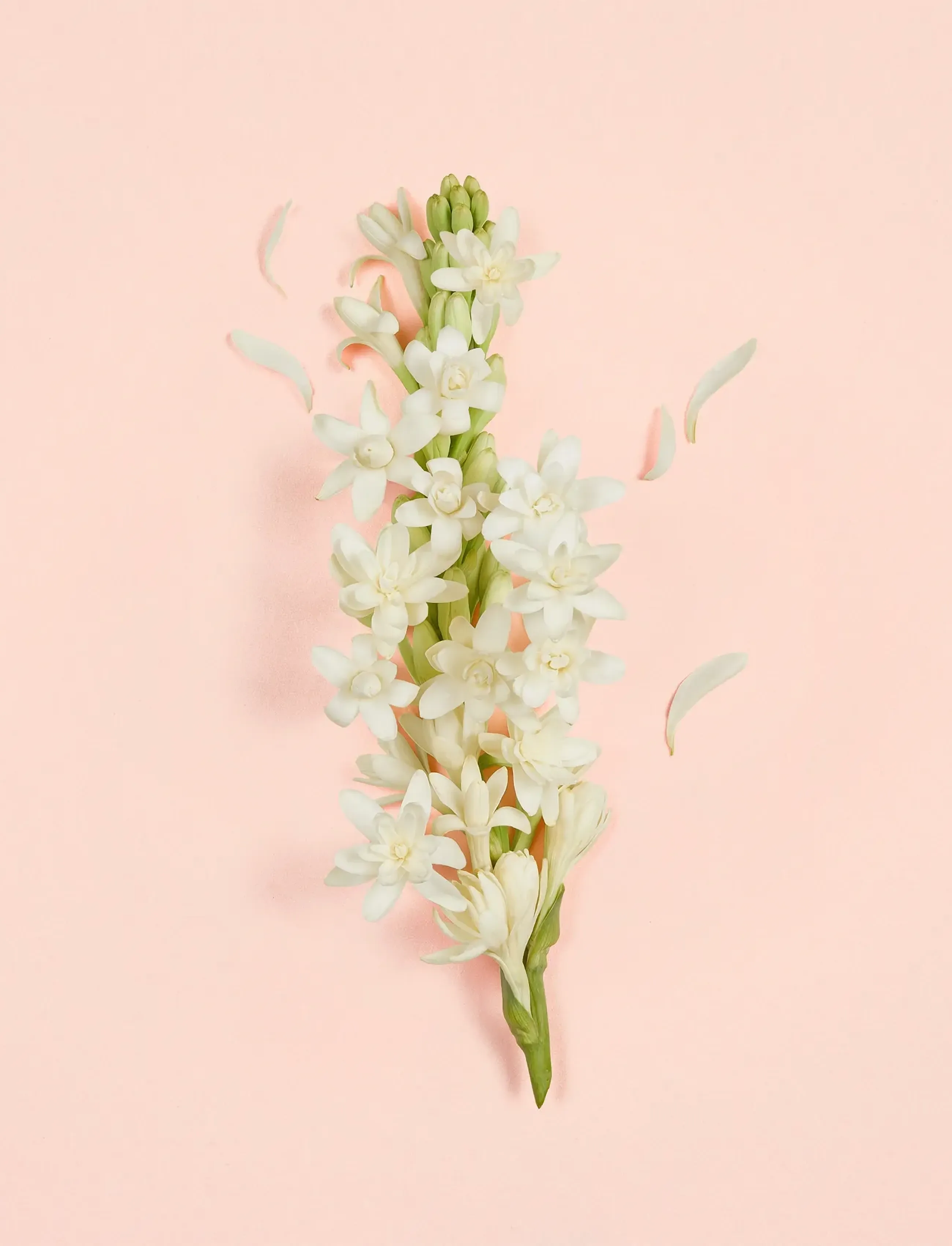 Gucci - Bloom Ambrosia d'Oro Parfum - parfym - clear - 2