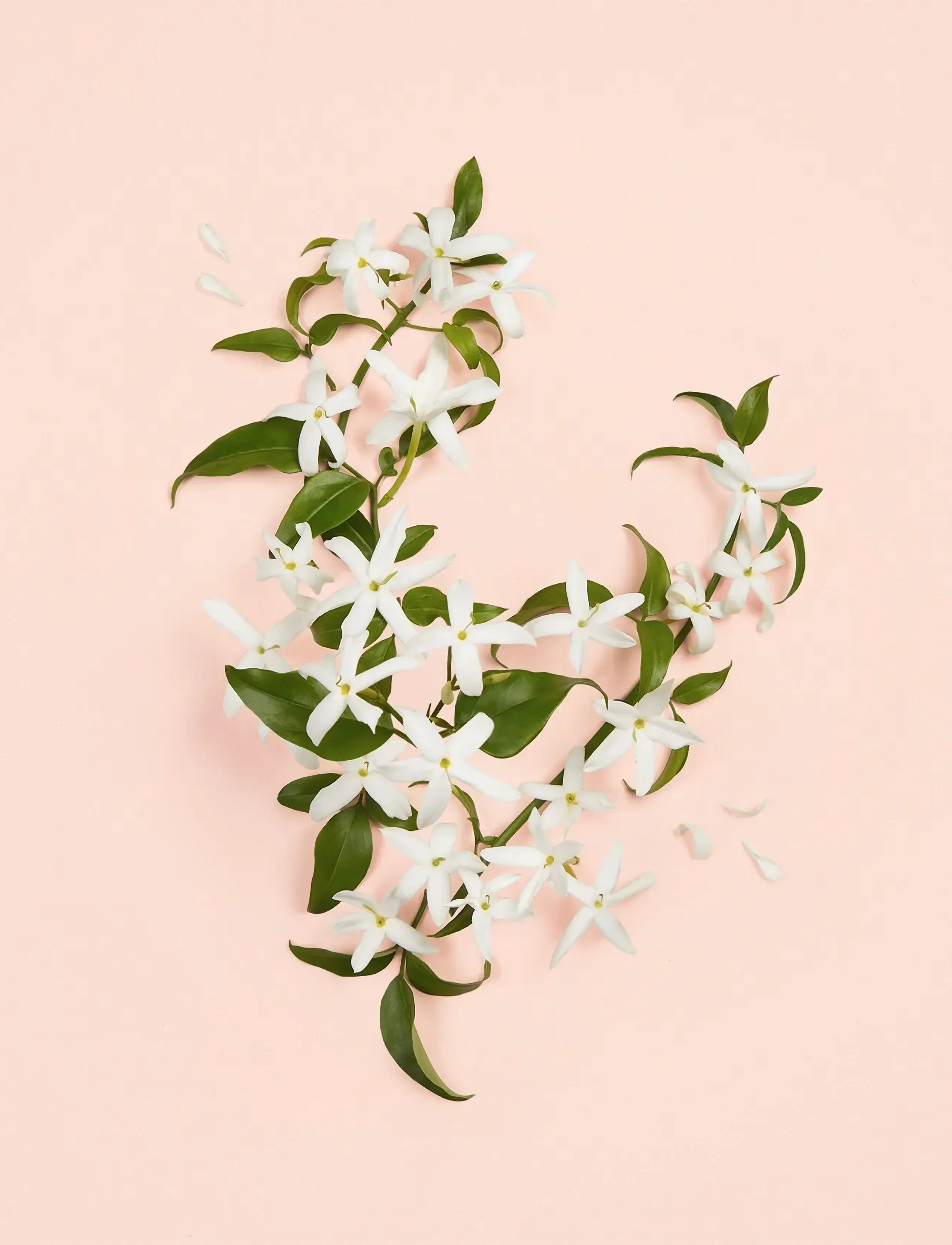 Gucci - Bloom Ambrosia d'Oro Parfum - parfumer - clear - 2