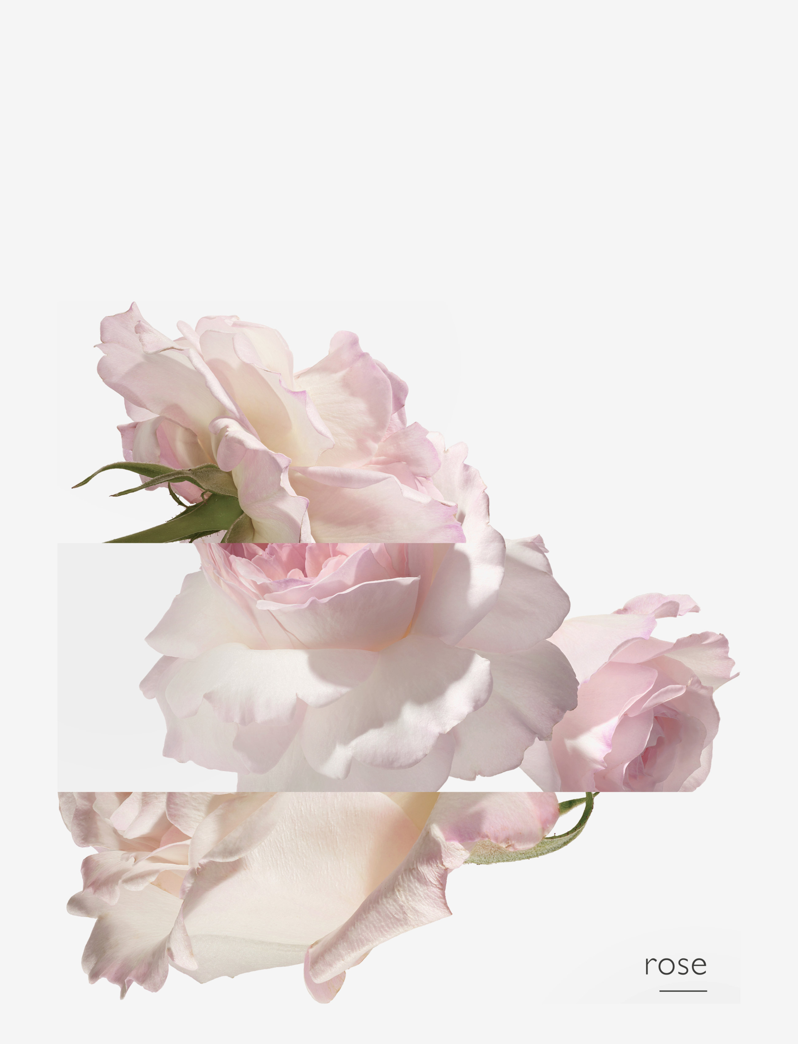 HERMÈS - Eau de Pamplemousse Rose, Eau de Cologne - redo för date night - clear - 4