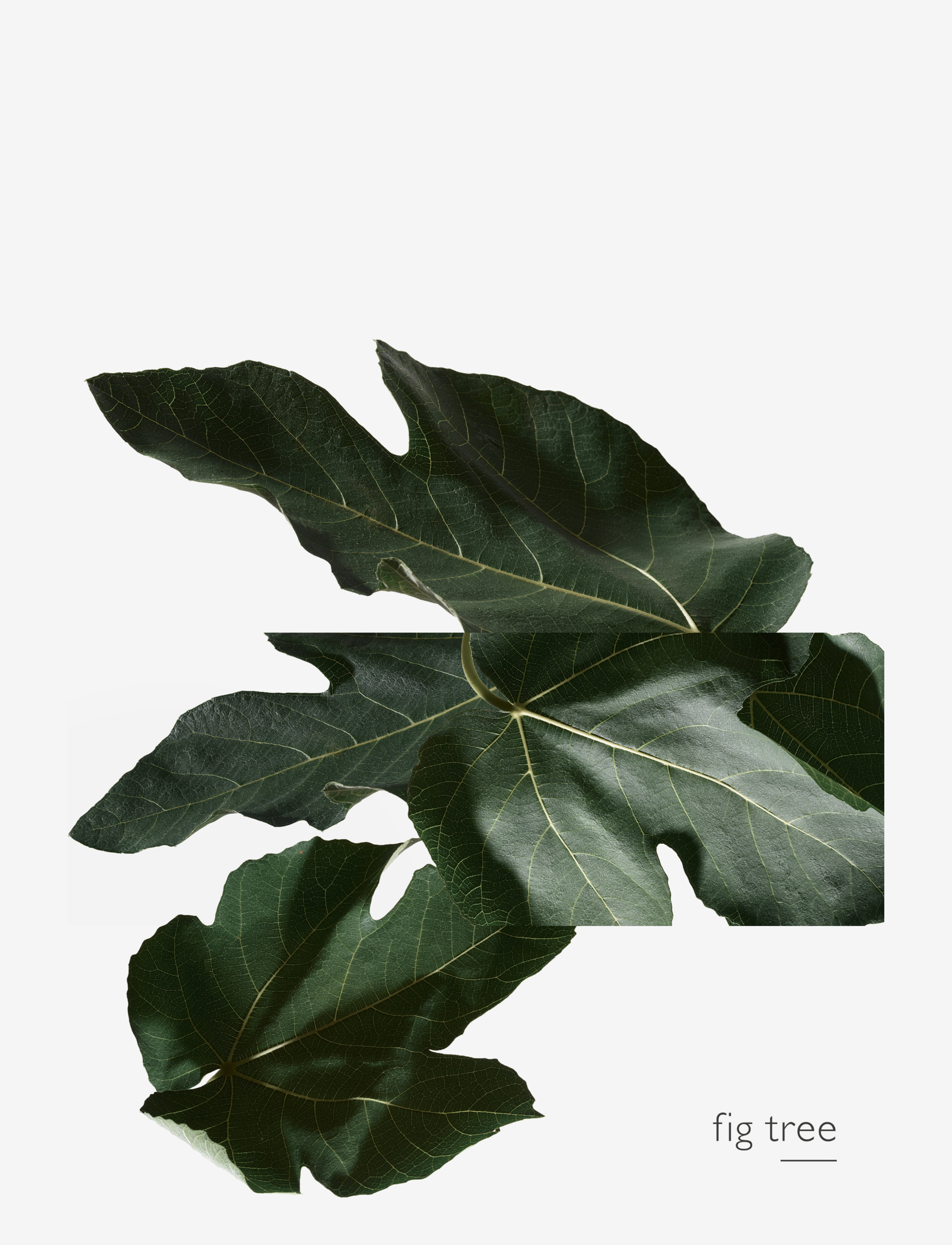 Un Jardin En Méditerranée, Eau De Toilette 6