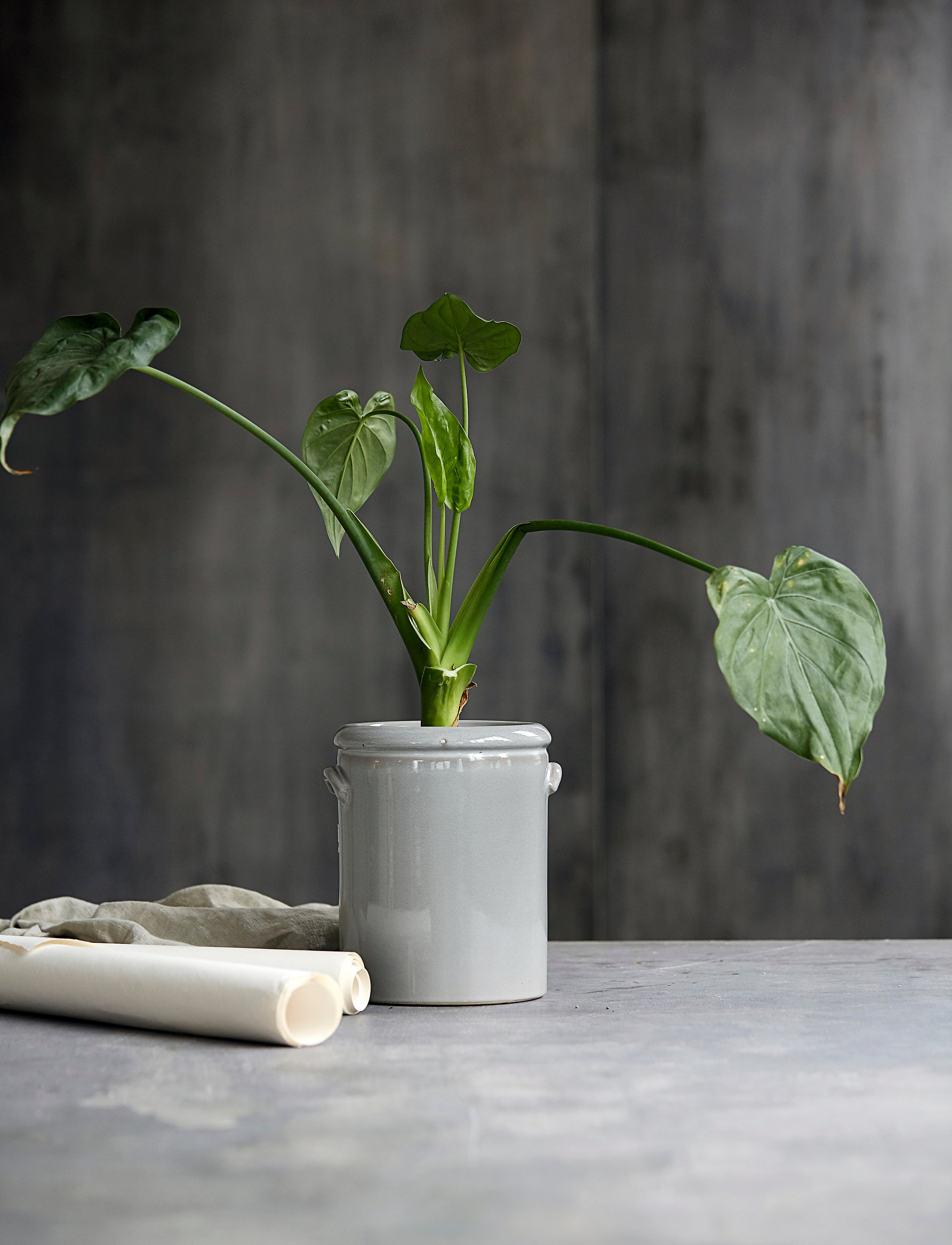 house doctor - Pottery M Planter - light grey - 2