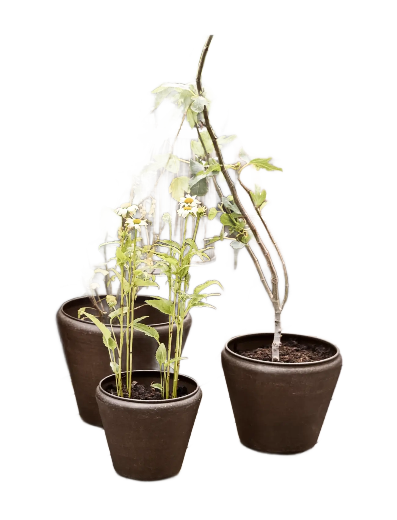 house doctor - Planter, HDFunnel, Antique brown - blumentöpfe - antique brown - 2