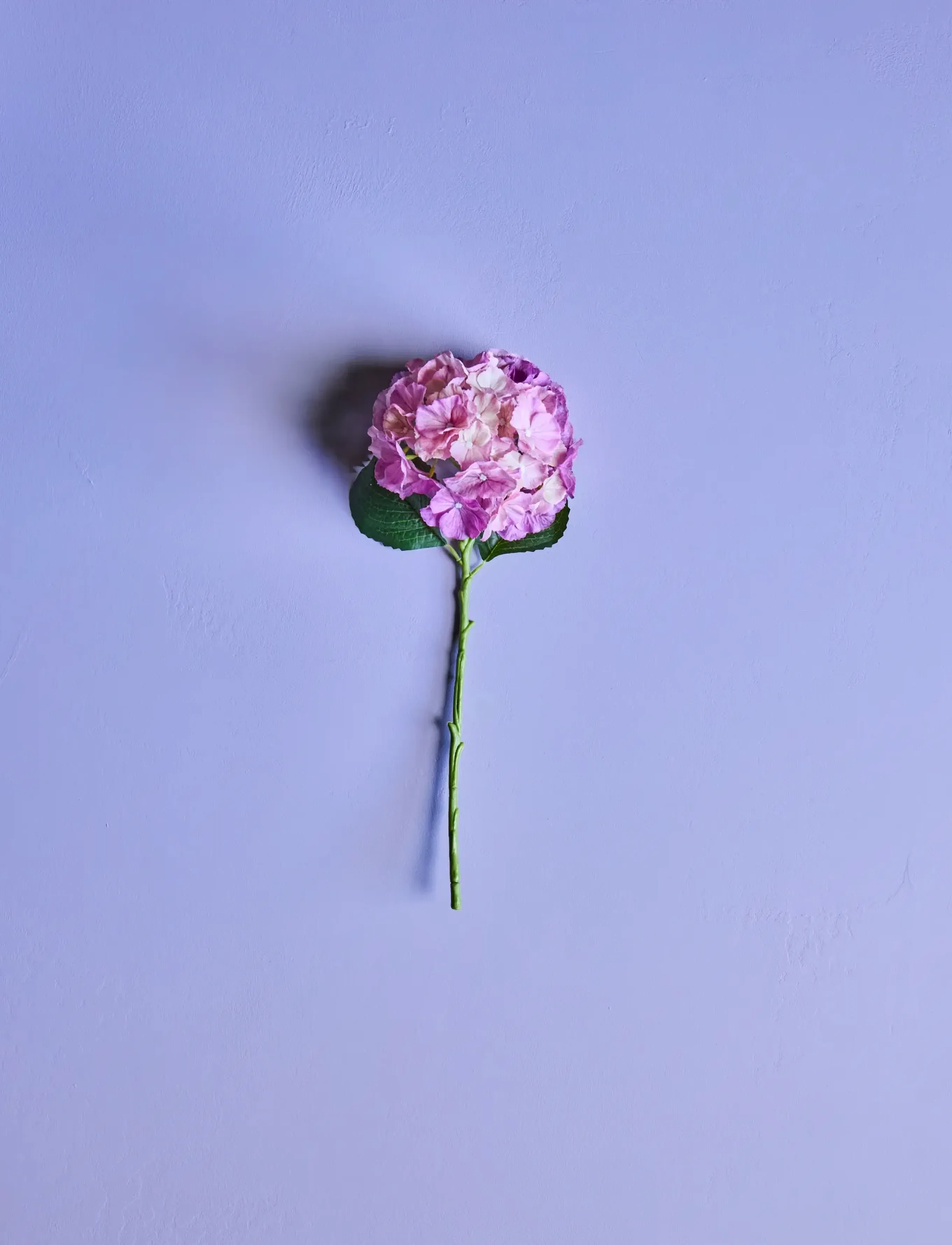 house doctor Artificial Flower, Hdhydrangea, Pin, 22X 50 cm, Decoration, Rosa - Dried & Fake Flowers, Homeware
