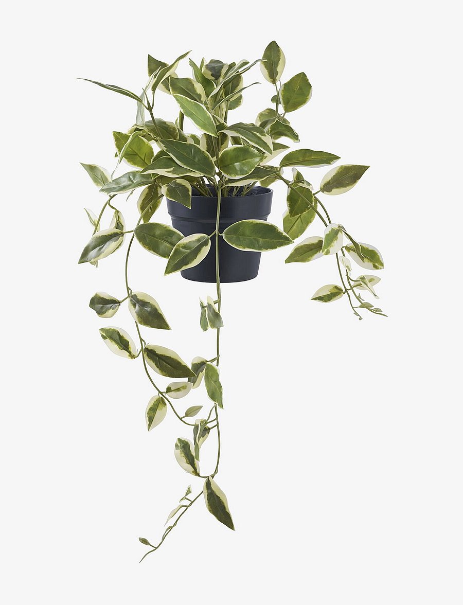 House Nordic - Hoya Artificial plant, green, H:33 cm - valentīndienas dāvanas - green - 1