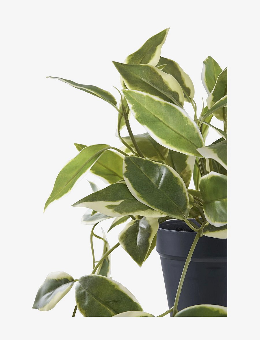 House Nordic - Hoya Artificial plant, green, H:33 cm - valentīndienas dāvanas - green - 2