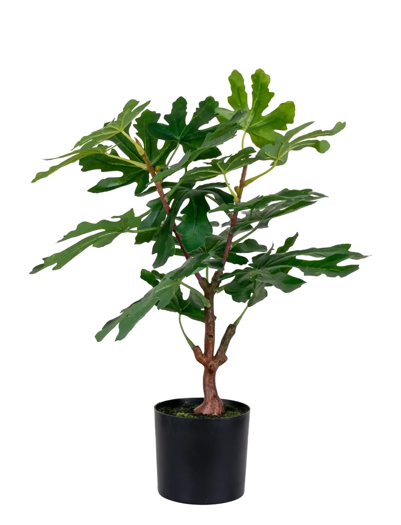 House Nordic Fig Artificial Plant, Green, H:60 Cm, Dried & Fake Flowers, Grøn, Str: 40X40XH60CM