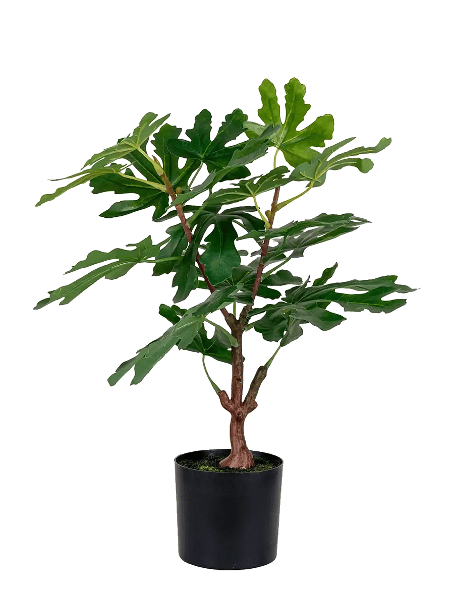 House Nordic - Fig Artificial plant, green, H:60 cm - valentinstaggeschenke - green - 1