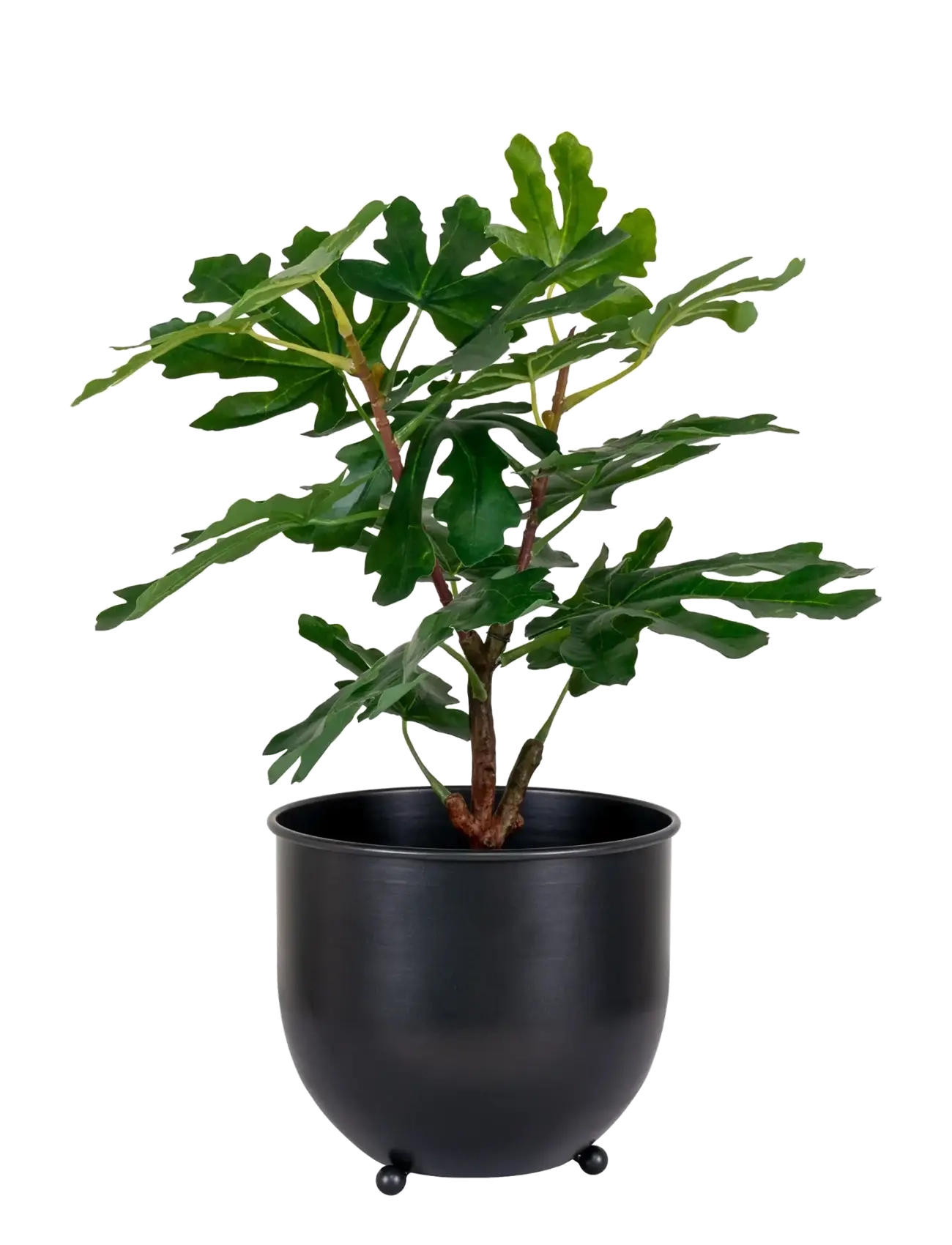 House Nordic - Fig Artificial plant, green, H:60 cm - green - 2