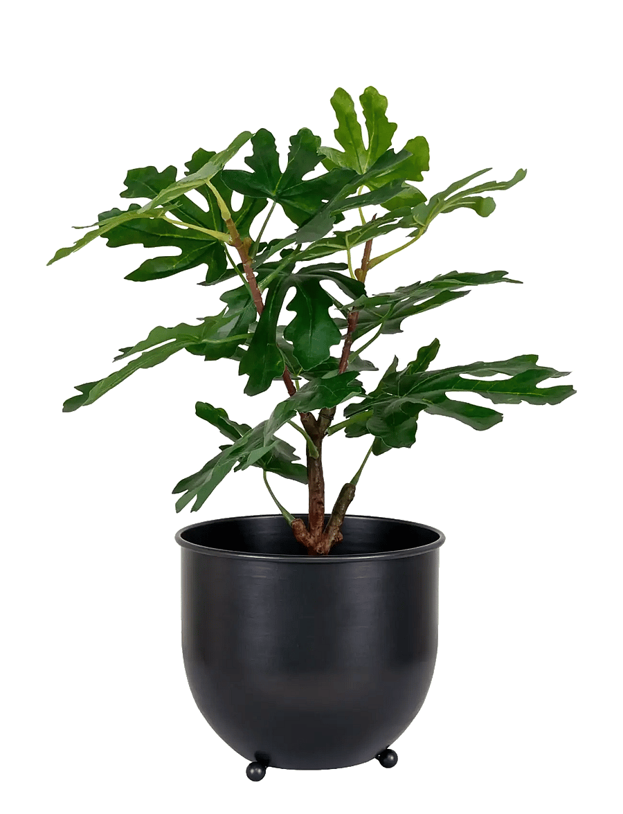 House Nordic - Fig Artificial plant, green, H:60 cm - valentinstaggeschenke - green - 2