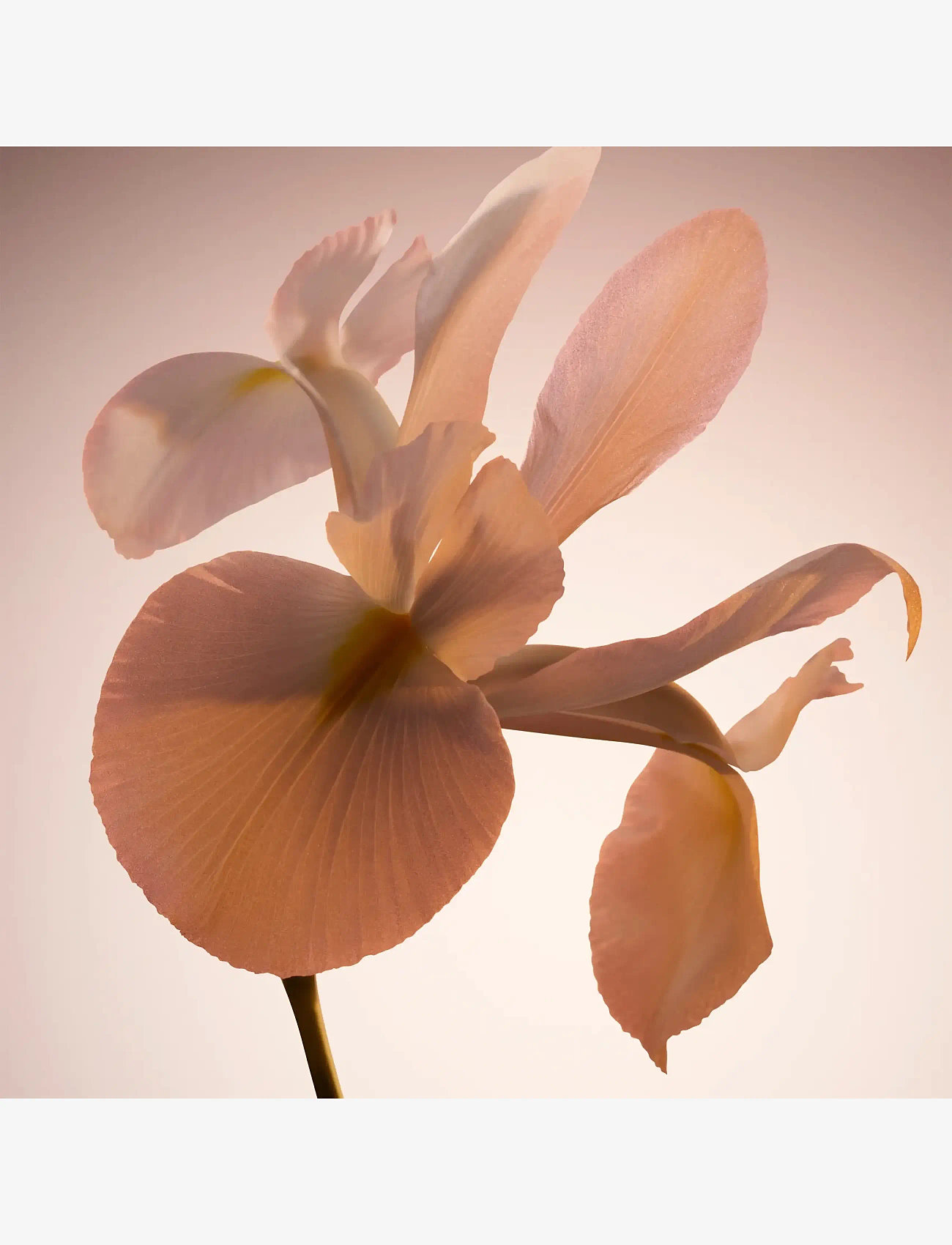 Hugo Boss - The Scent Le Parfum Eau de parfum 100.00 ML - clear - 4