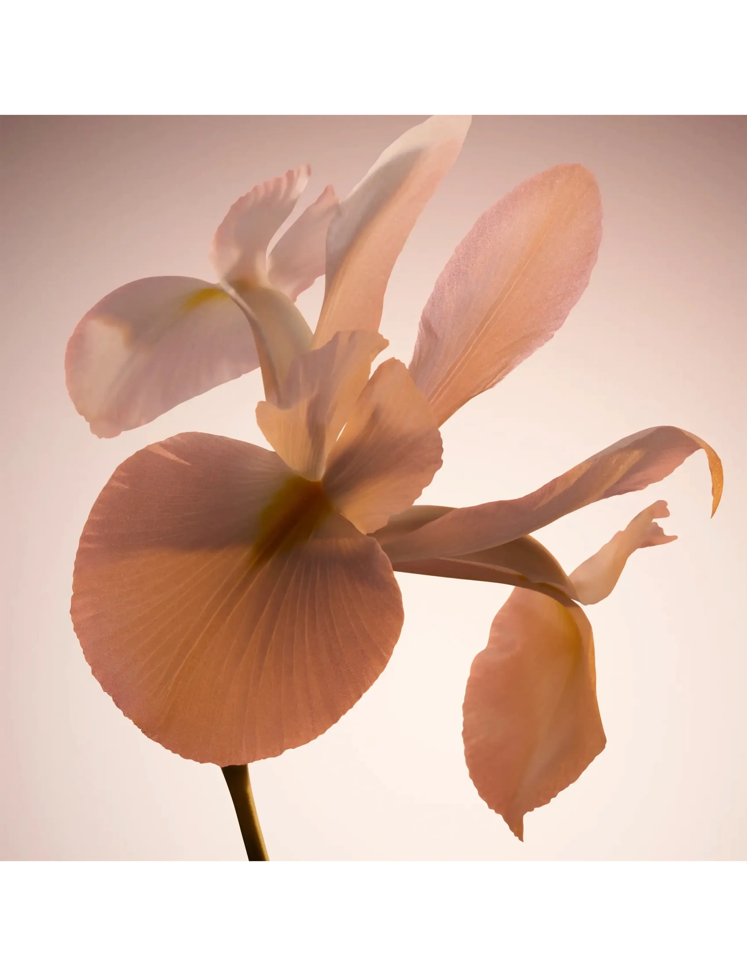 The Scent Le parfum Eau de Parfum 6
