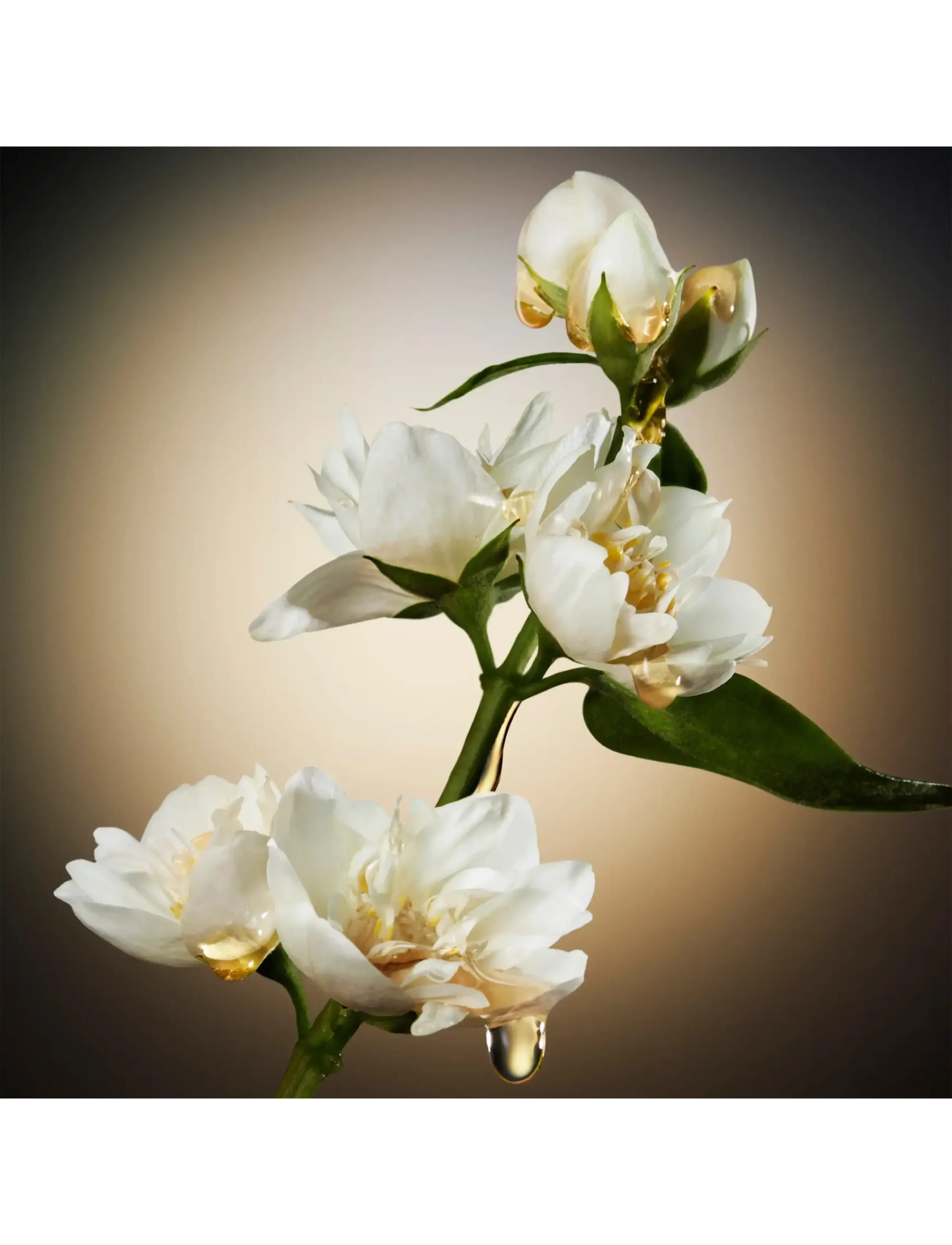 The Scent For Her Eau De Parfum 5