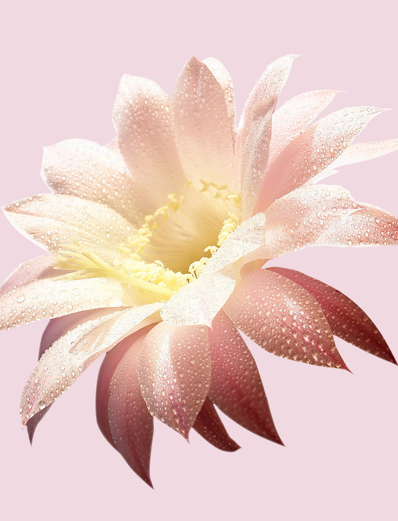 Hugo Boss - MA VIE EAU DE PARFUM - til hende  - clear - 4