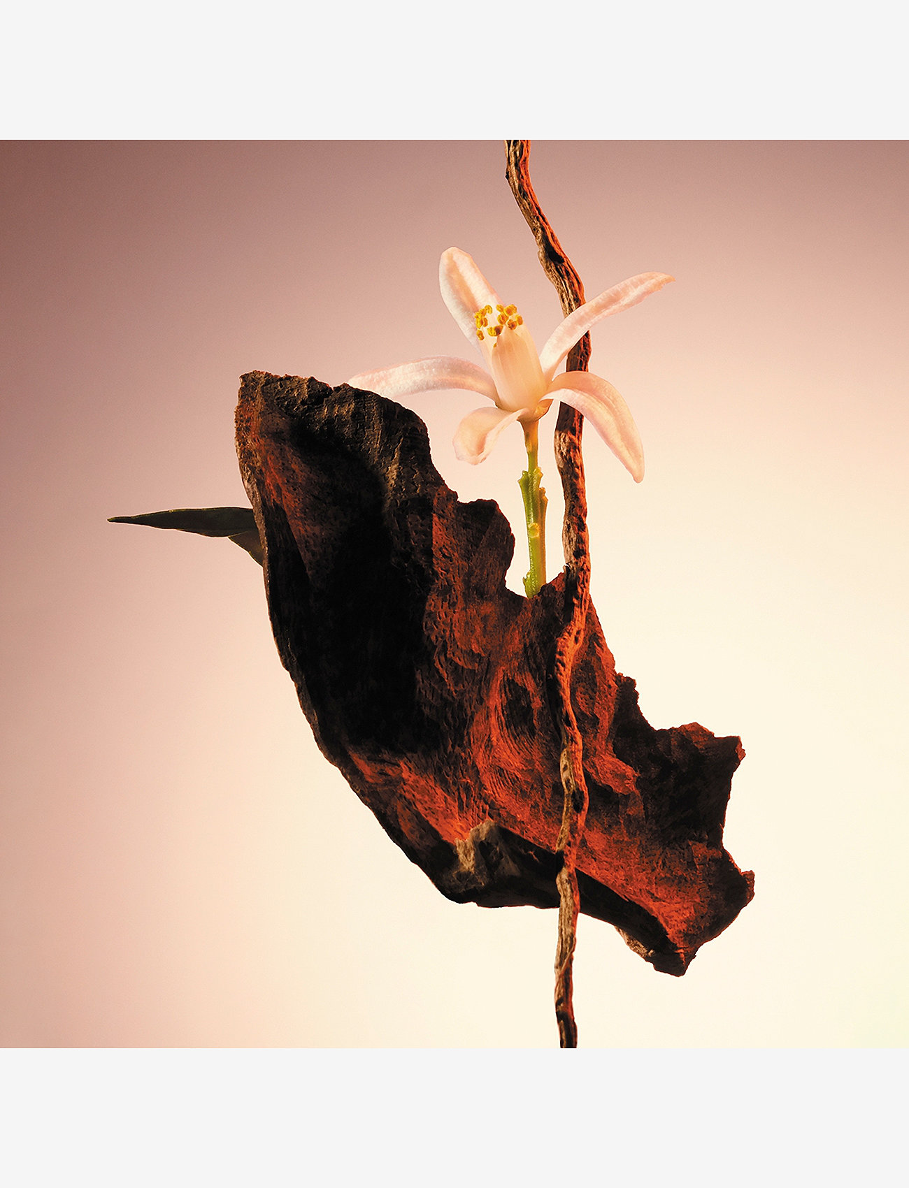 Hugo Boss - The Scent for Her Le Parfum Eau de parfum 50 ML - parfym  - clear - 3