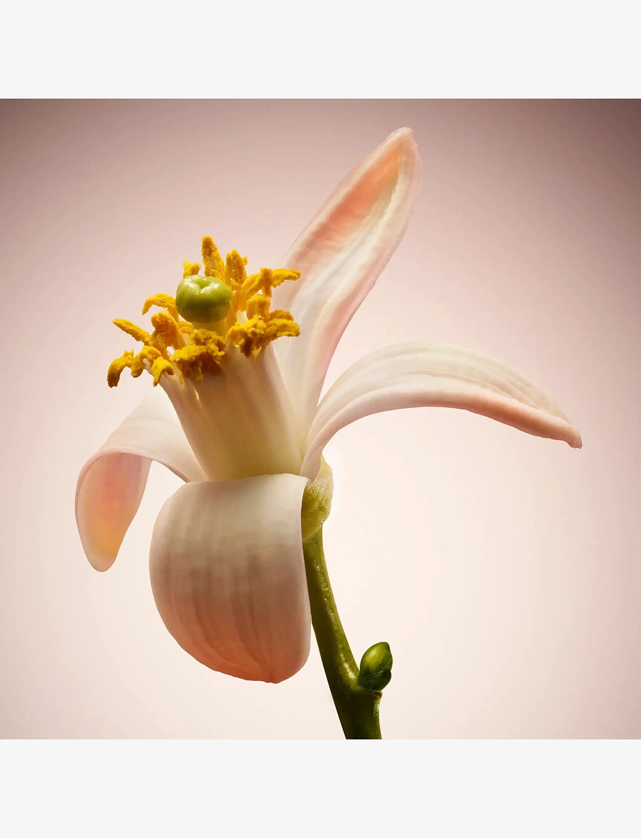 Hugo Boss - The Scent for Her Le Parfum Eau de parfum 30.00 ML - parfum - clear - 5