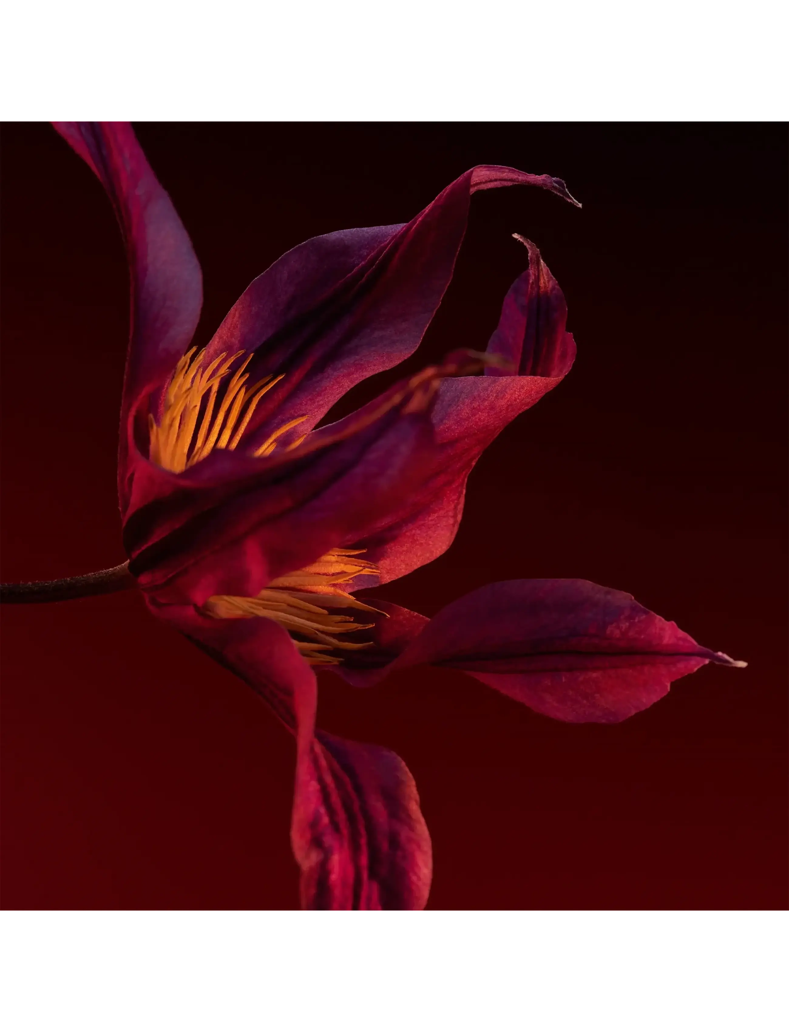 The Scent For Her Elixir Parfum Intense 5