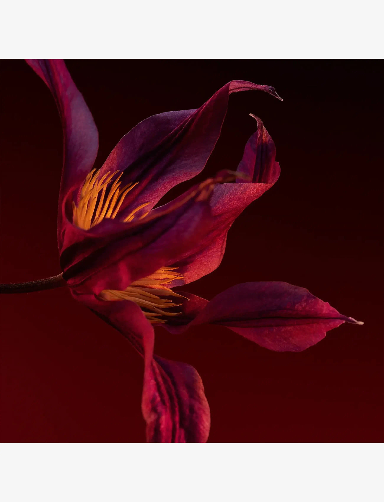 Hugo Boss - The Scent For Her Elixir Parfum Intense - bliv klar til date night - clear - 5