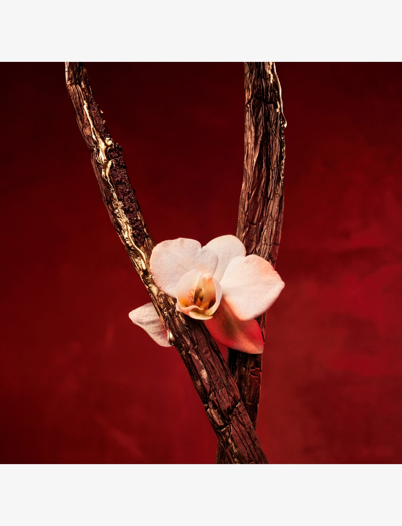 Alive Absolu Eau de parfum 6
