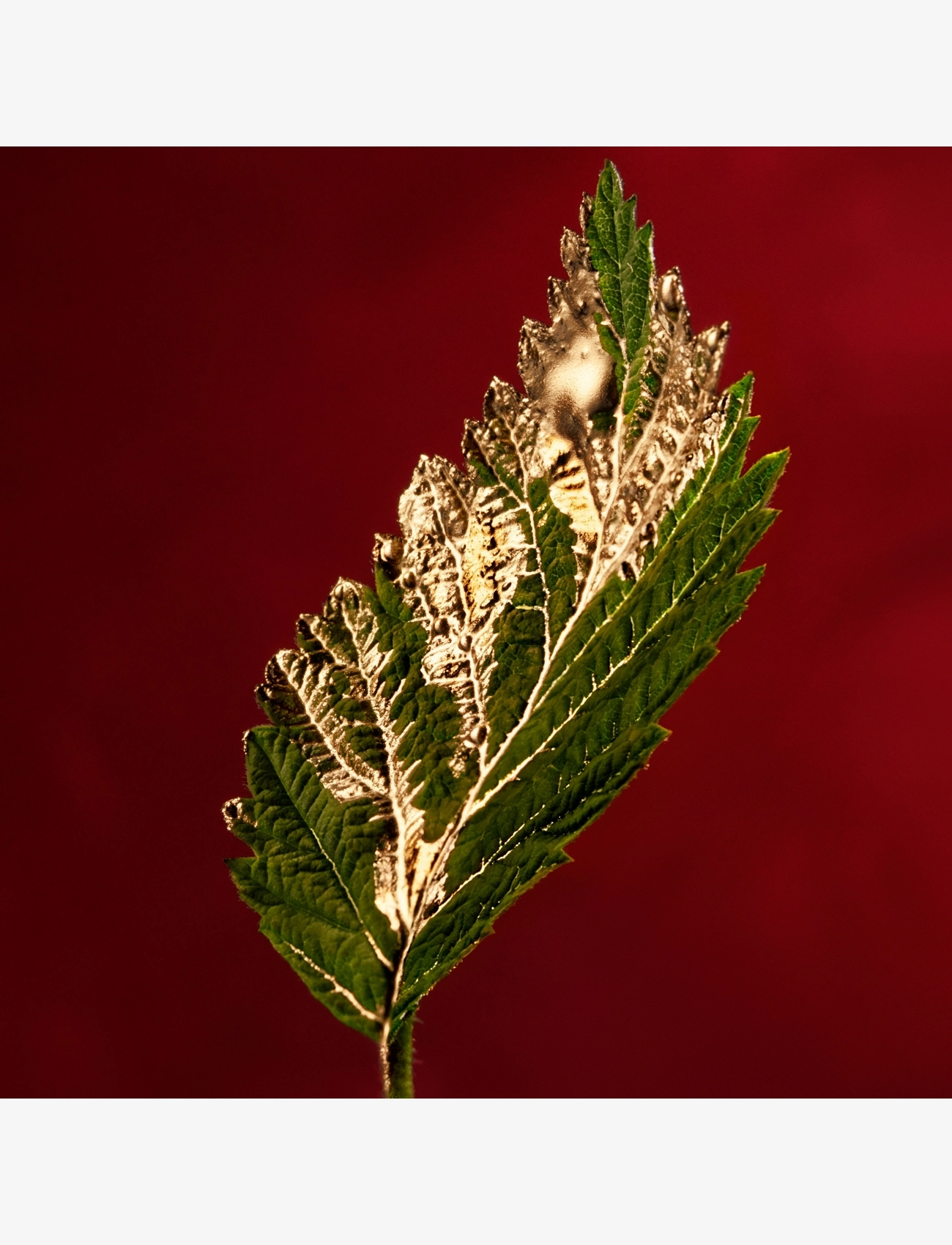 Alive Absolu Eau de parfum 7
