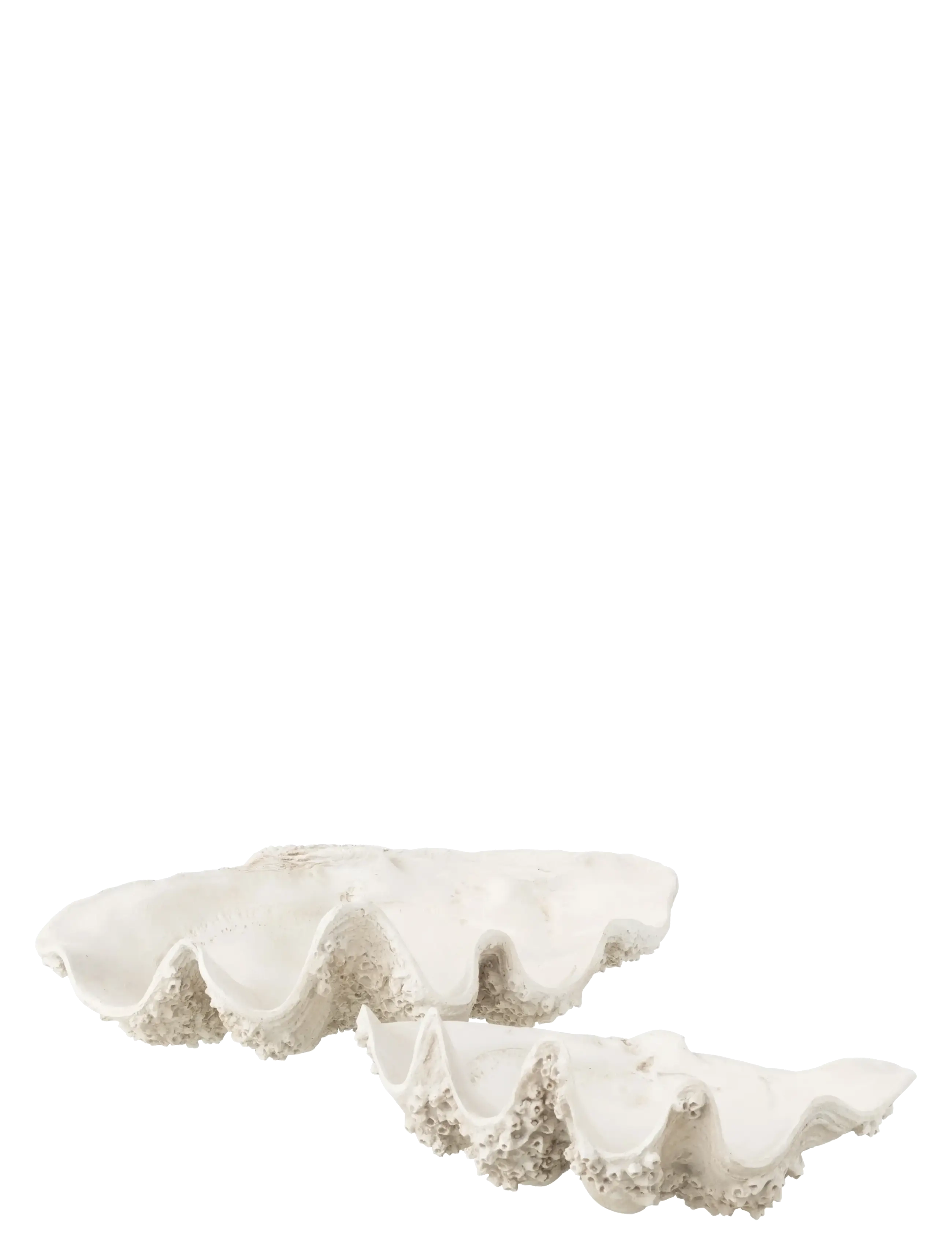 J-Line - DECO BOWL SEASHELL RES WH L - dekoschalen - white - 2