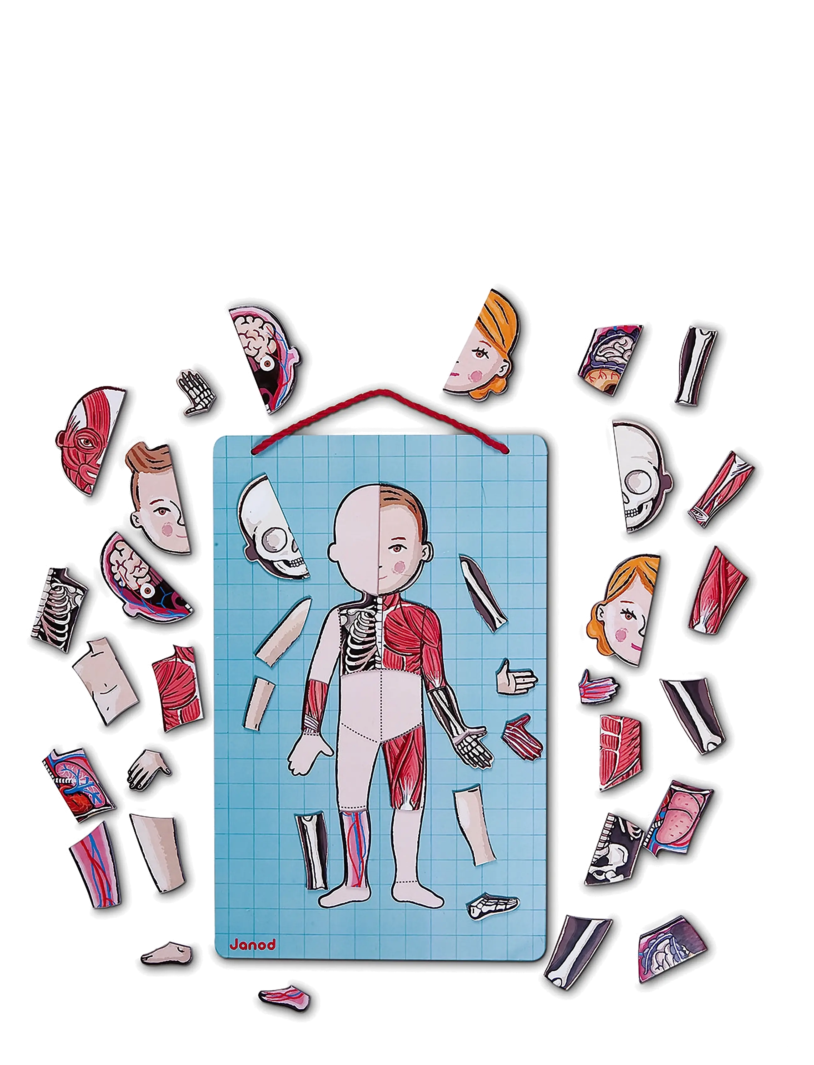 Janod - Janod - Bodymagnet In 12 Languages - multi - 3