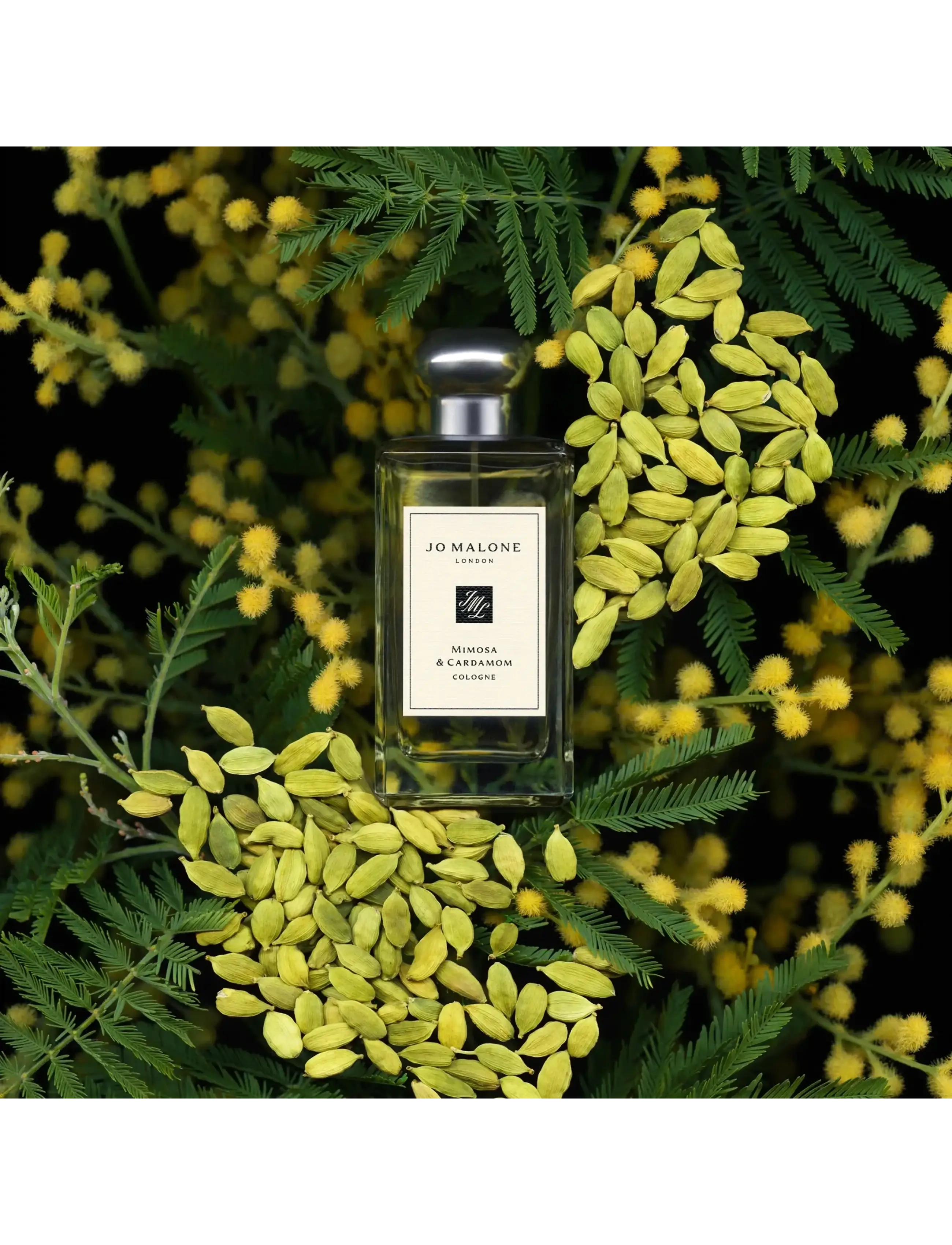Mimosa & Cardemom Cologne 4
