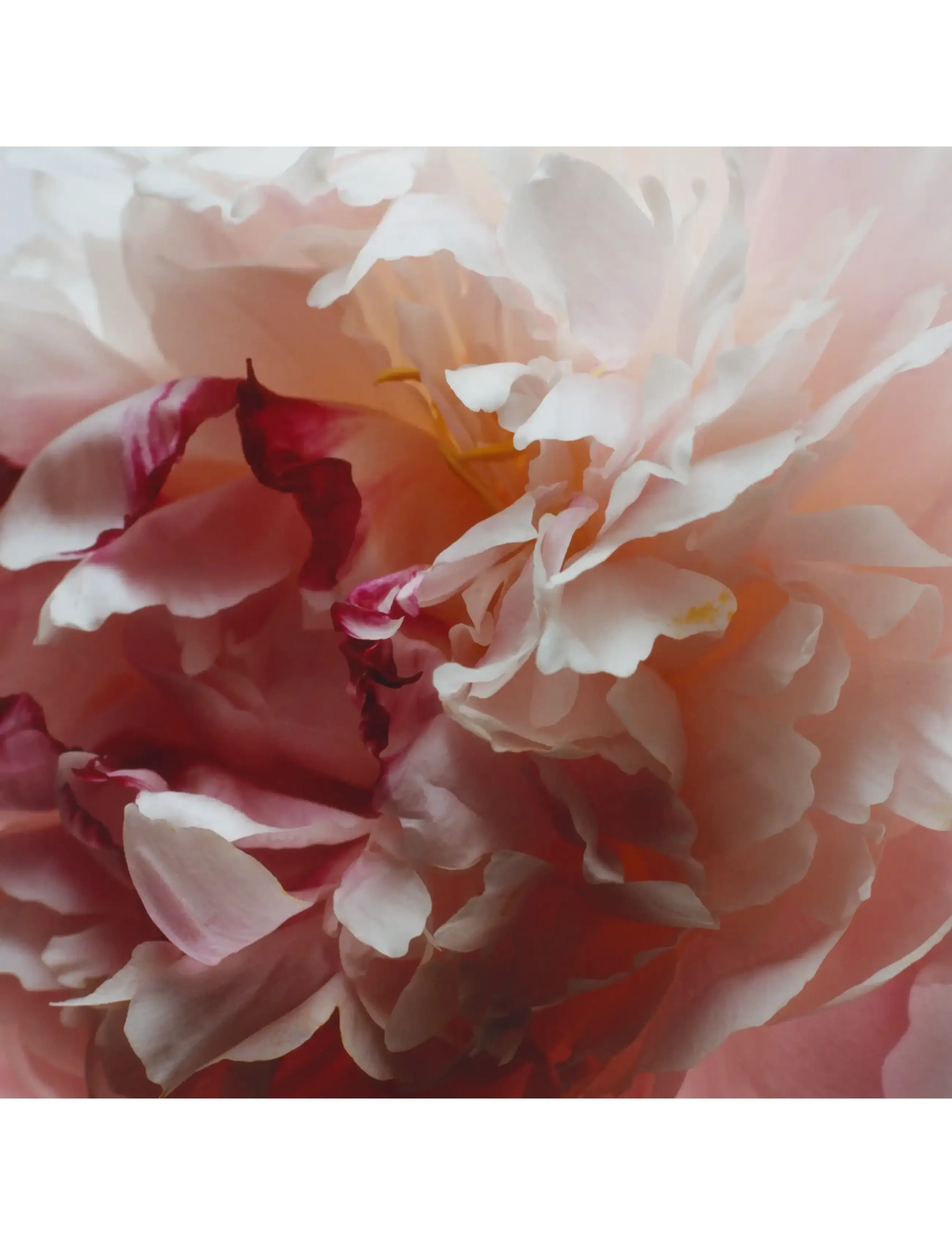 Peony & Blush Suede Cologne 3